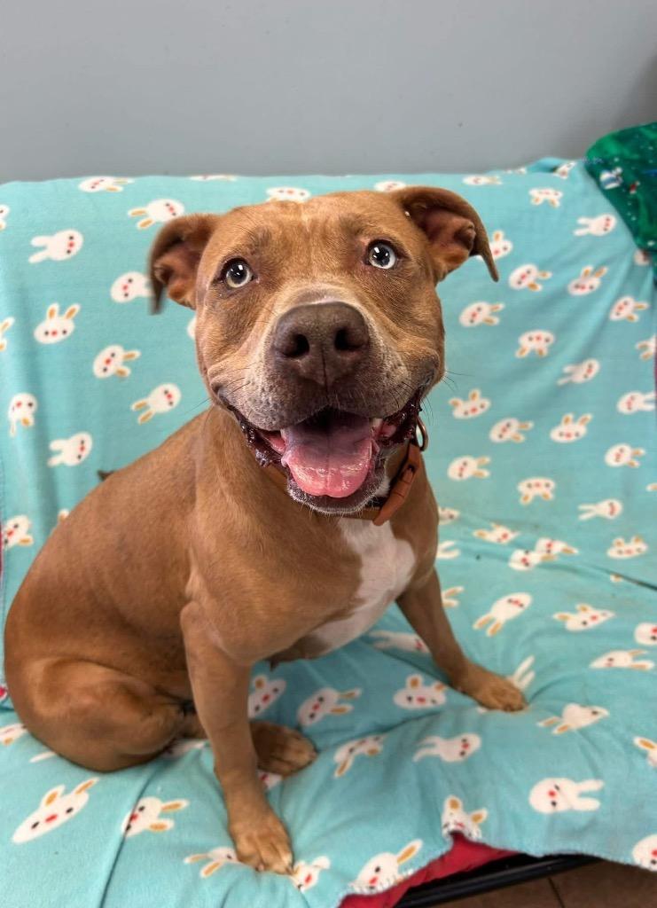 Ginger, a Adoptable Pit Bull Terrier in Marion, OH image 2/2