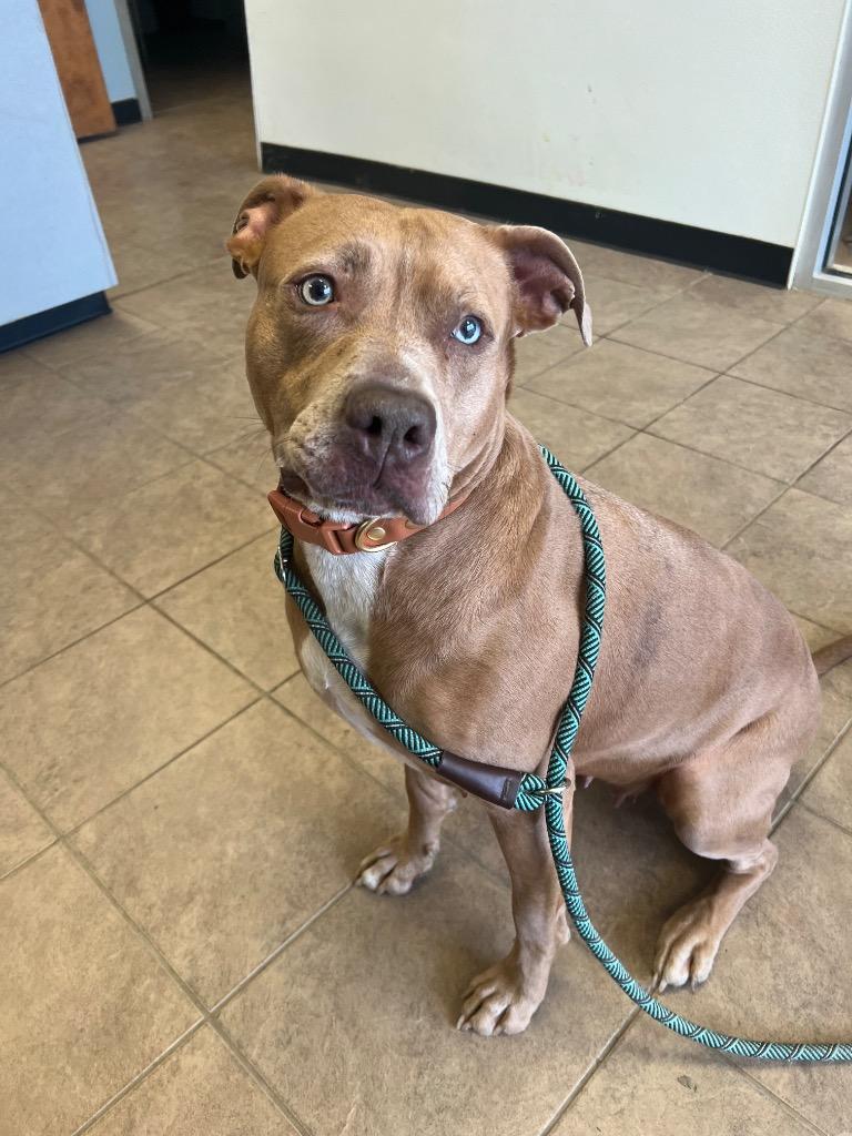 Ginger, a Adoptable Pit Bull Terrier in Marion, OH image 3/4