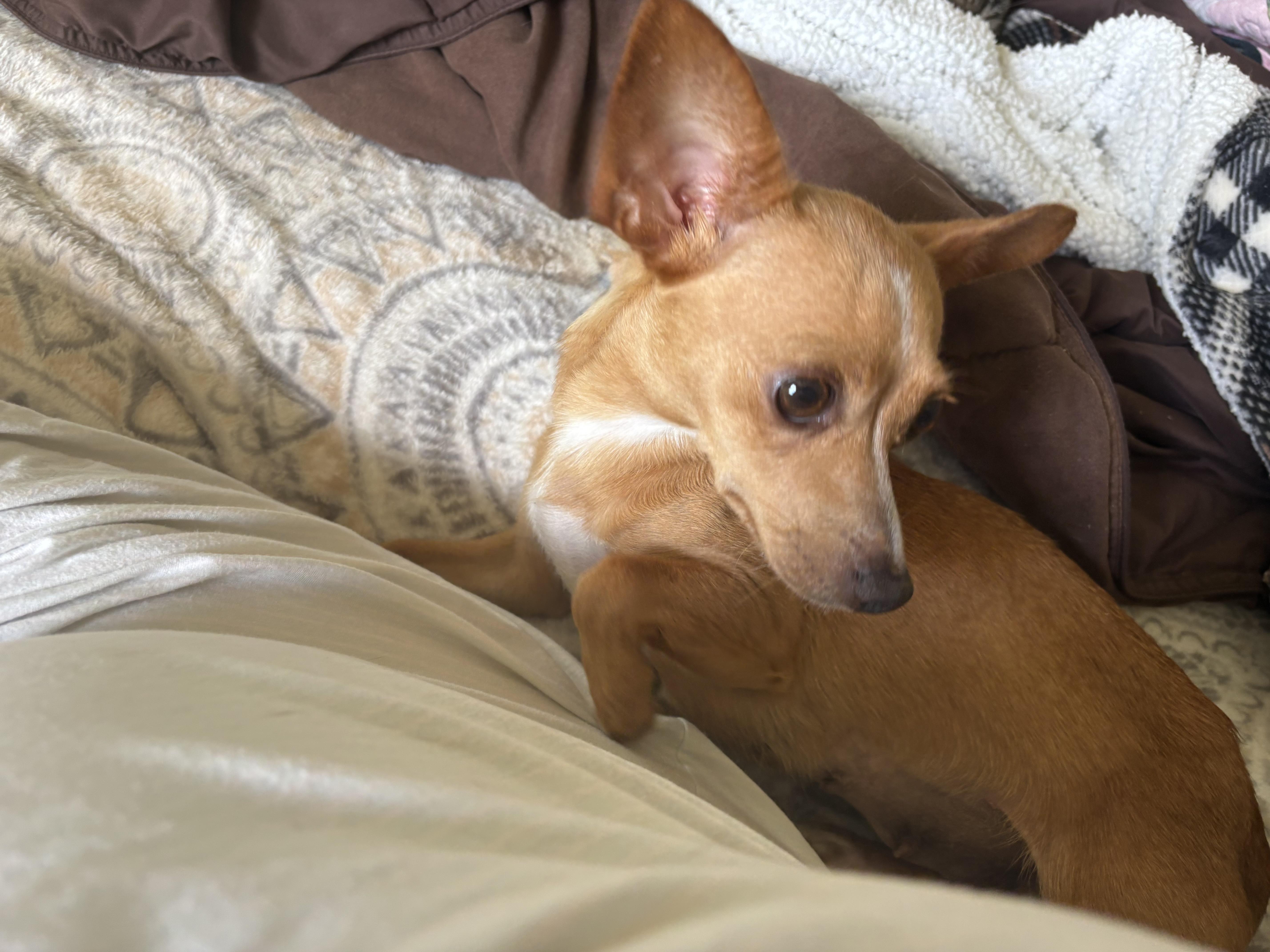 Enlarge Mia, a Adoptable mixed breed in Weatherford, TX image 4/4