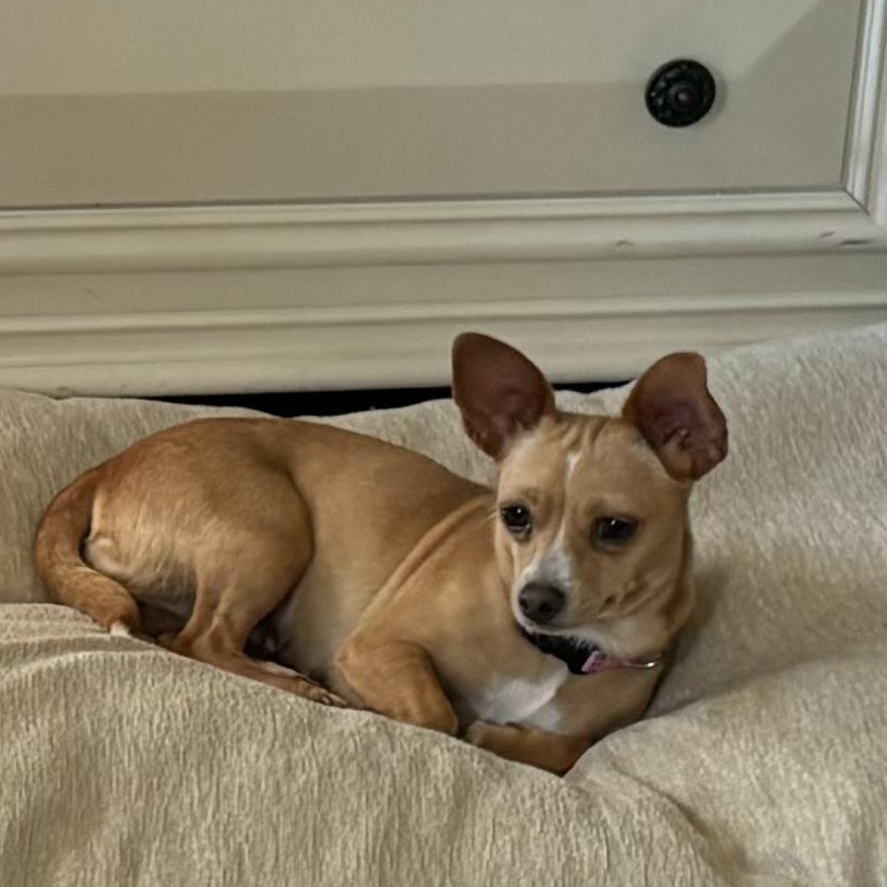 Mia, Adoptable, Adult Female Chihuahua.