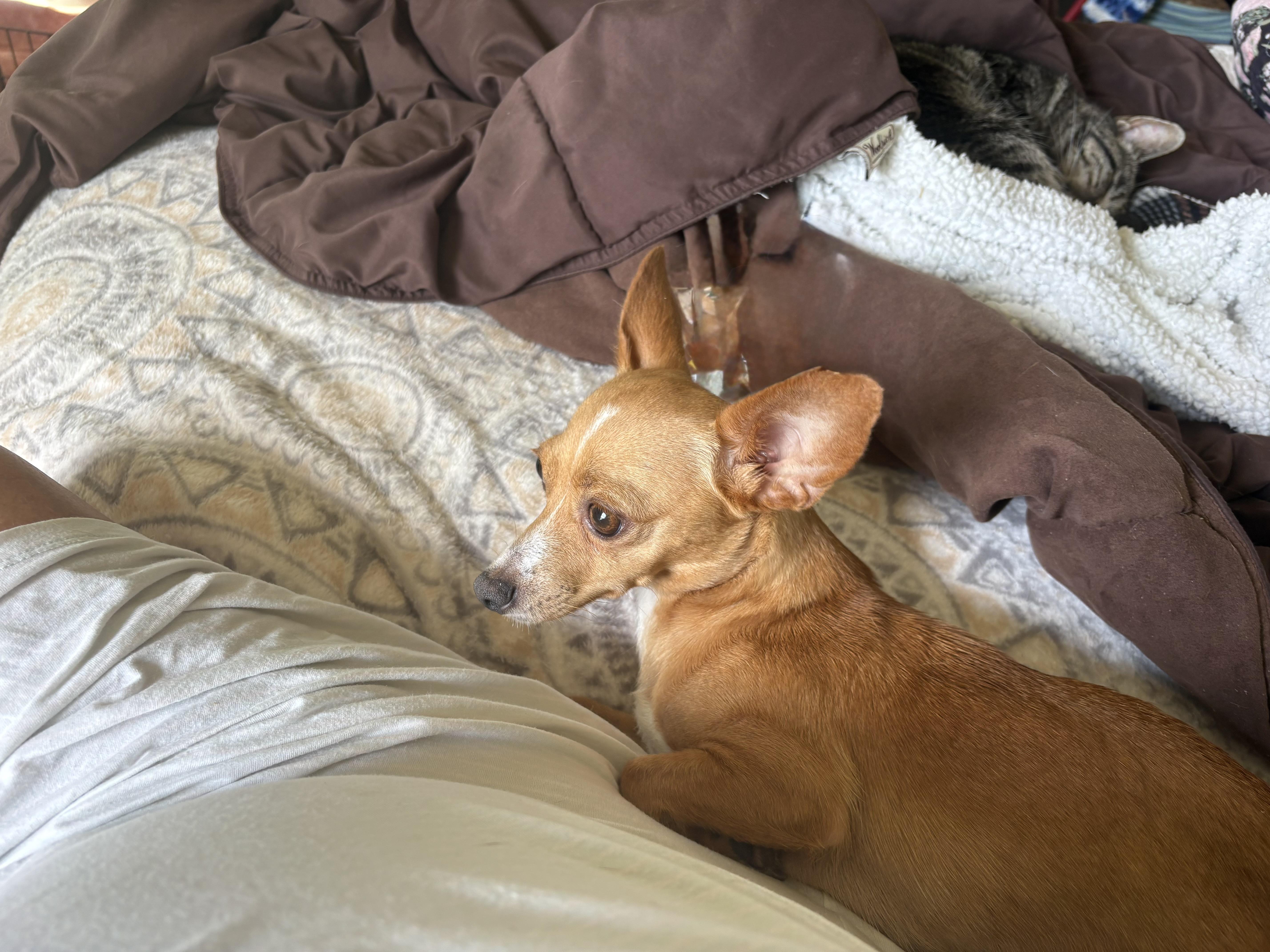 Enlarge Mia, a Adoptable mixed breed in Weatherford, TX image 2/4