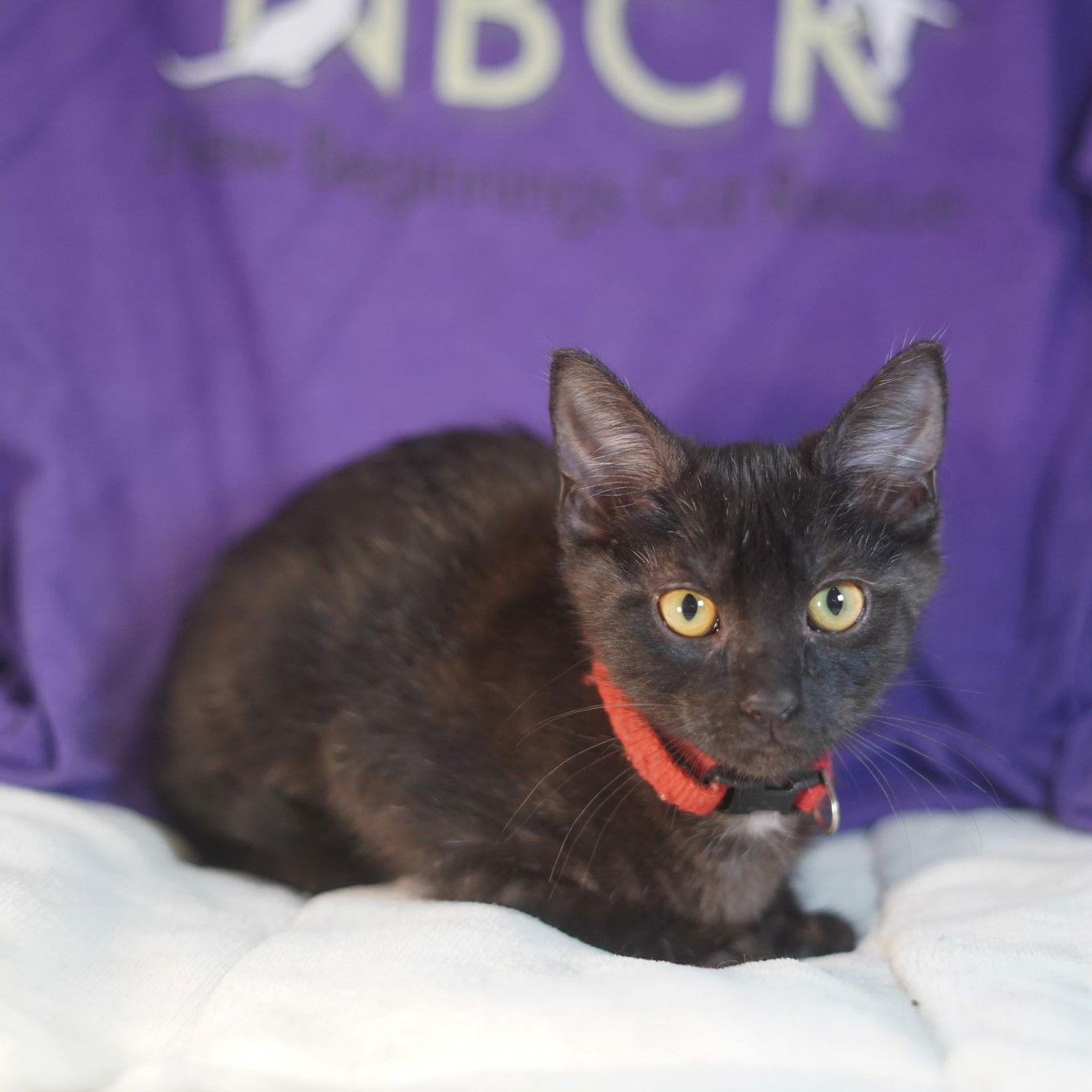 Enlarge Watt, a Adopted Domestic Short Hair in Garland, TX image 1/3