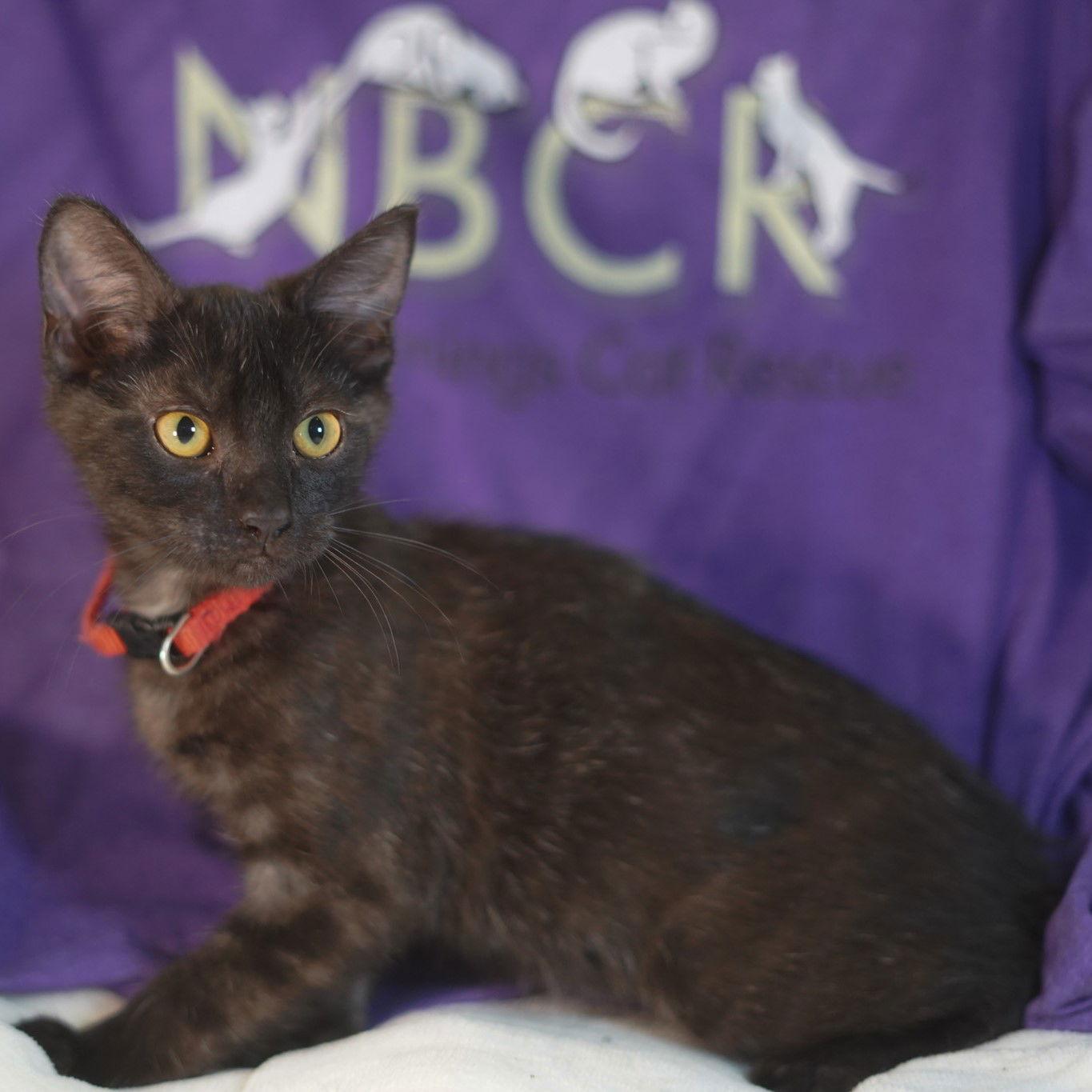 Enlarge Watt, a Adopted Domestic Short Hair in Garland, TX image 2/3