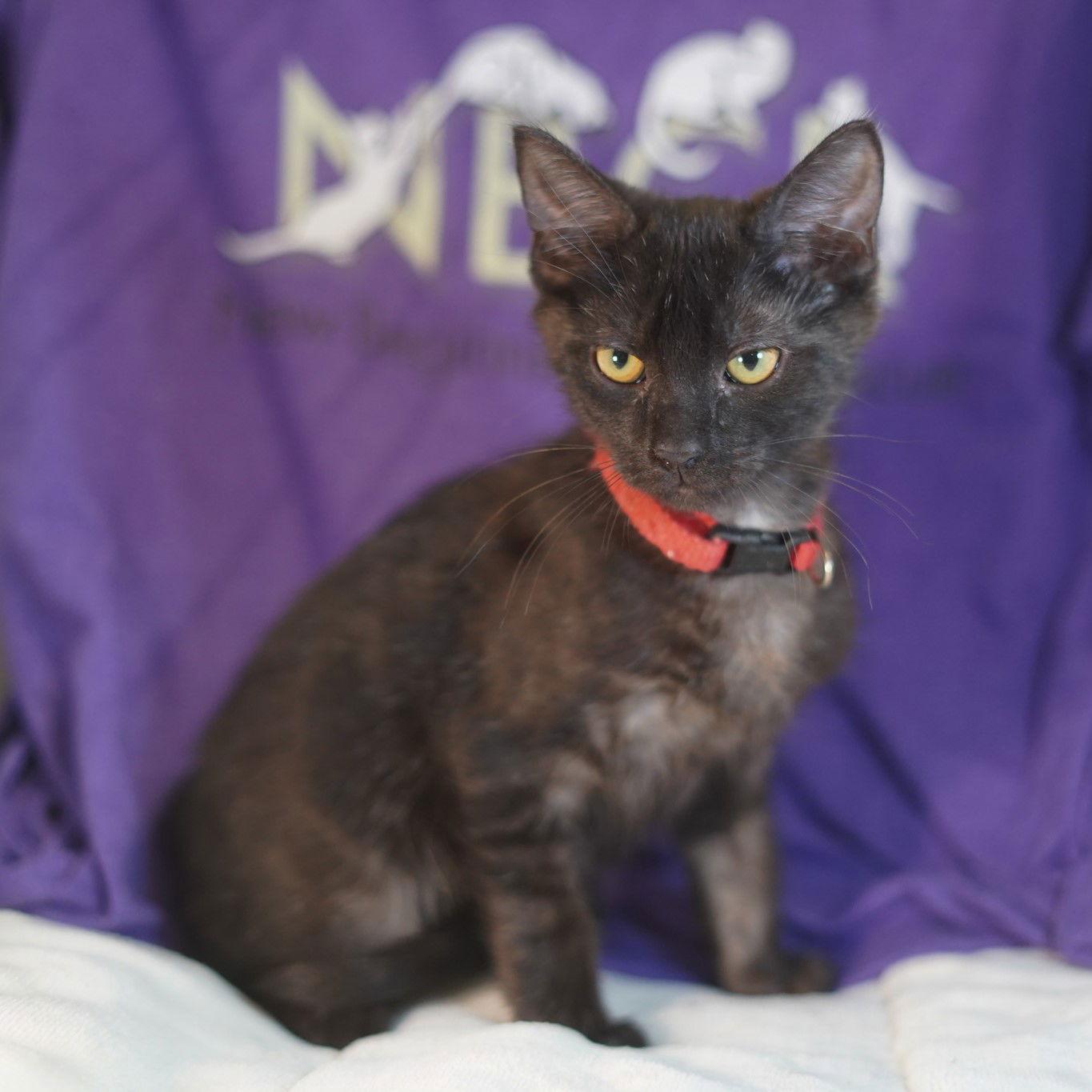 Enlarge Watt, a Adopted Domestic Short Hair in Garland, TX image 3/3