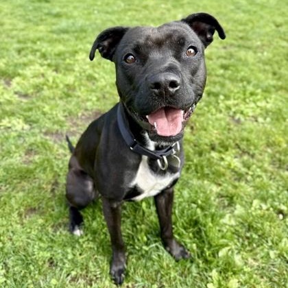 Enlarge Boo Boo, a ADOPTABLE mixed breed in Roseburg, OR image 1/1