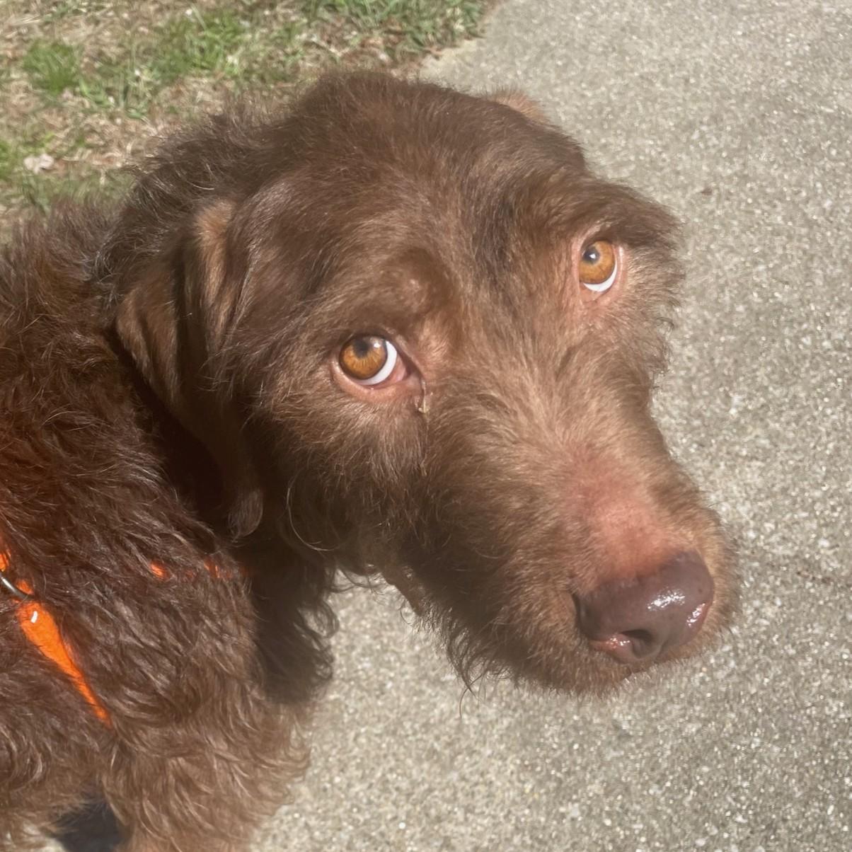 Jelly Bean, a ADOPTABLE Labradoodle in Normal, IL image 4/5