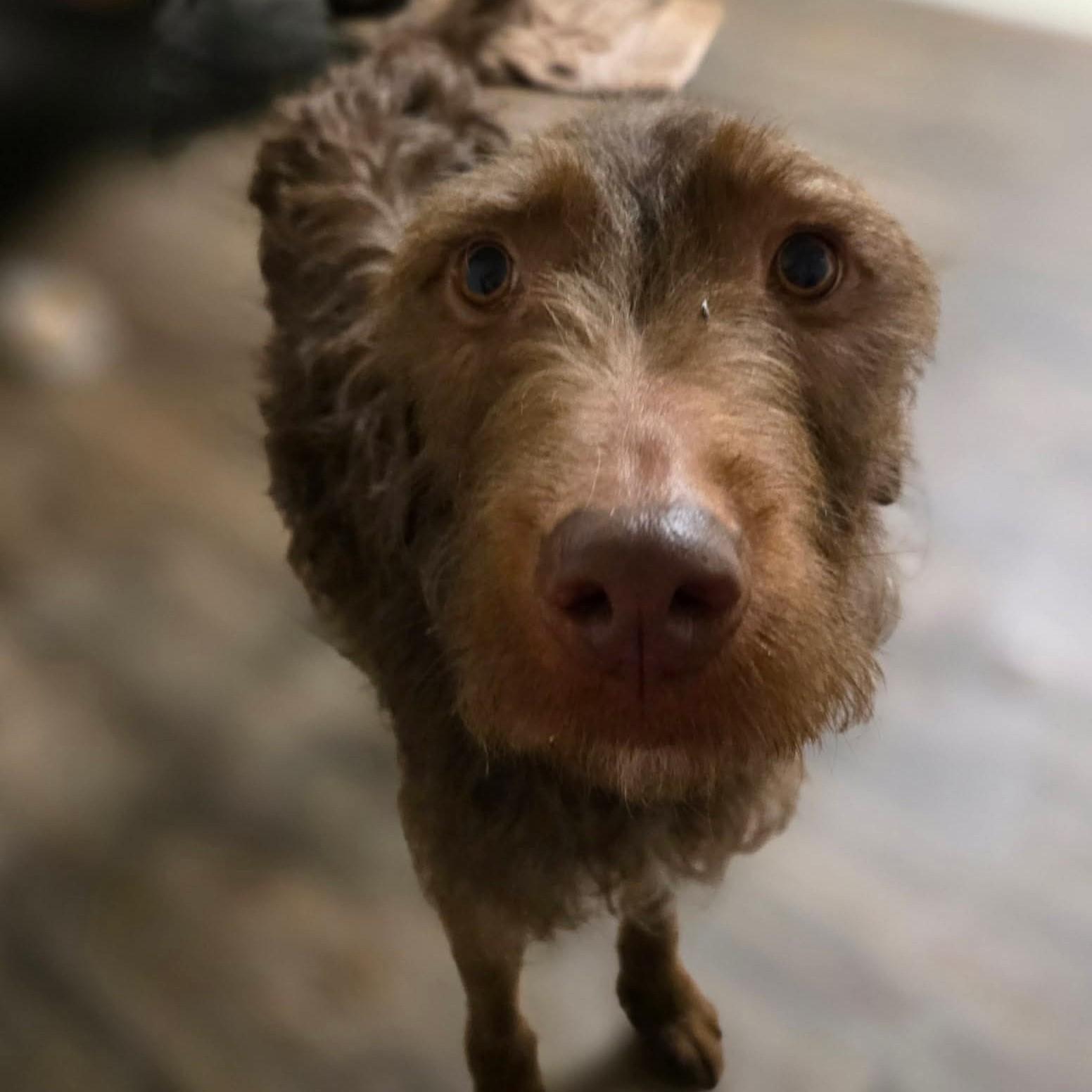 Jelly Bean, a ADOPTABLE Labradoodle in Normal, IL image 5/5