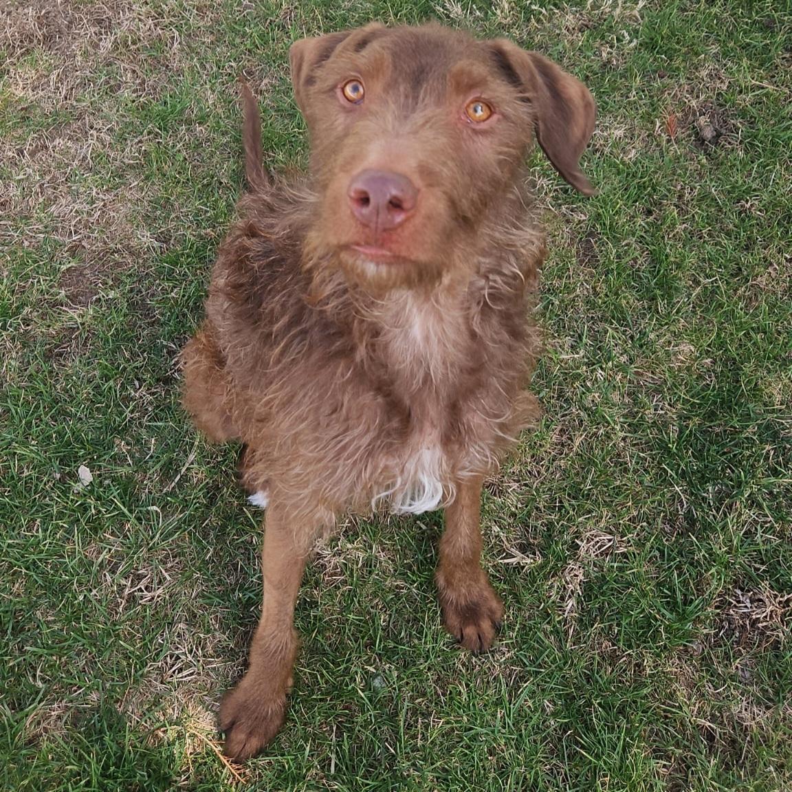 Jelly Bean, a ADOPTABLE Labradoodle in Normal, IL image 2/5
