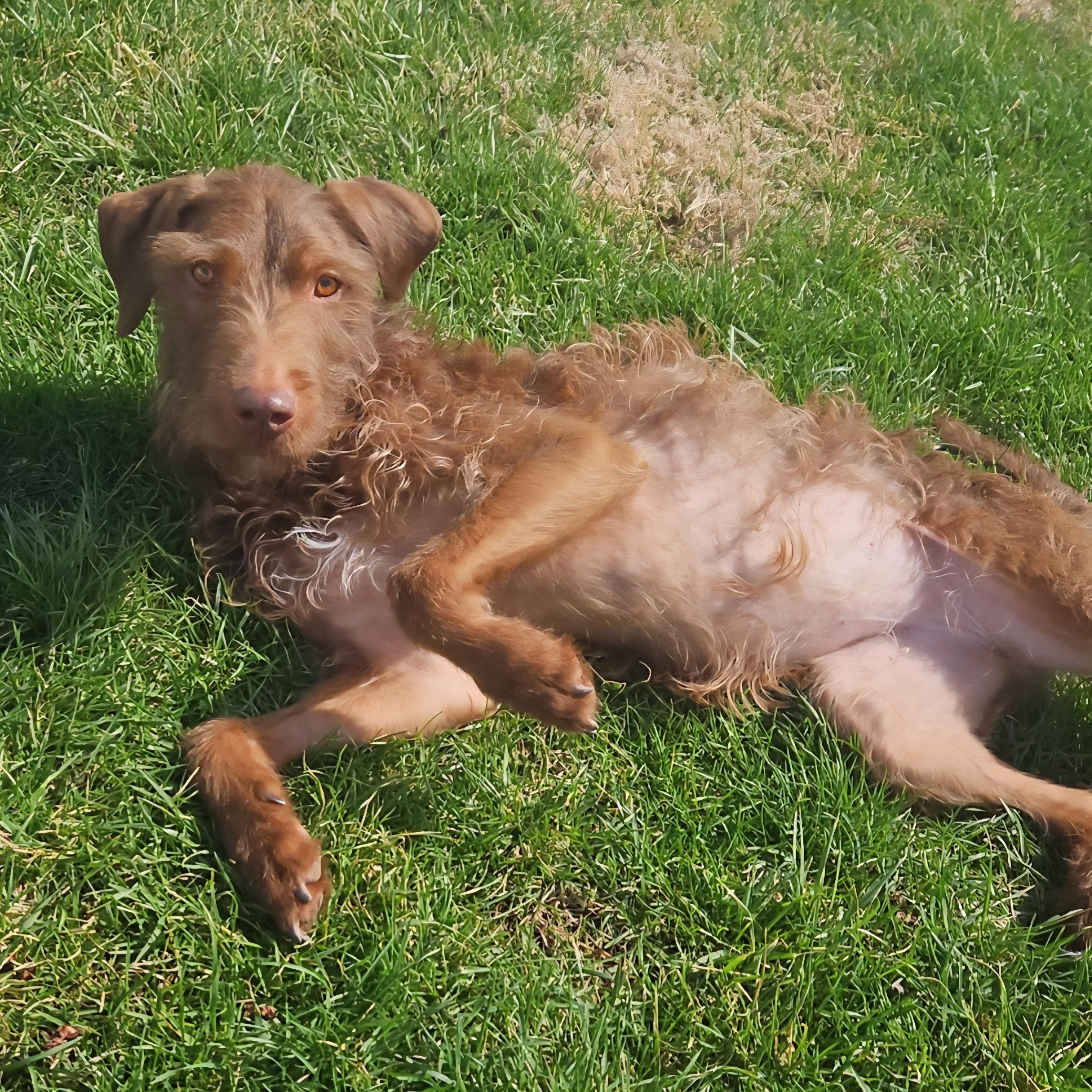 Jelly Bean, a ADOPTABLE Labradoodle in Normal, IL image 3/5