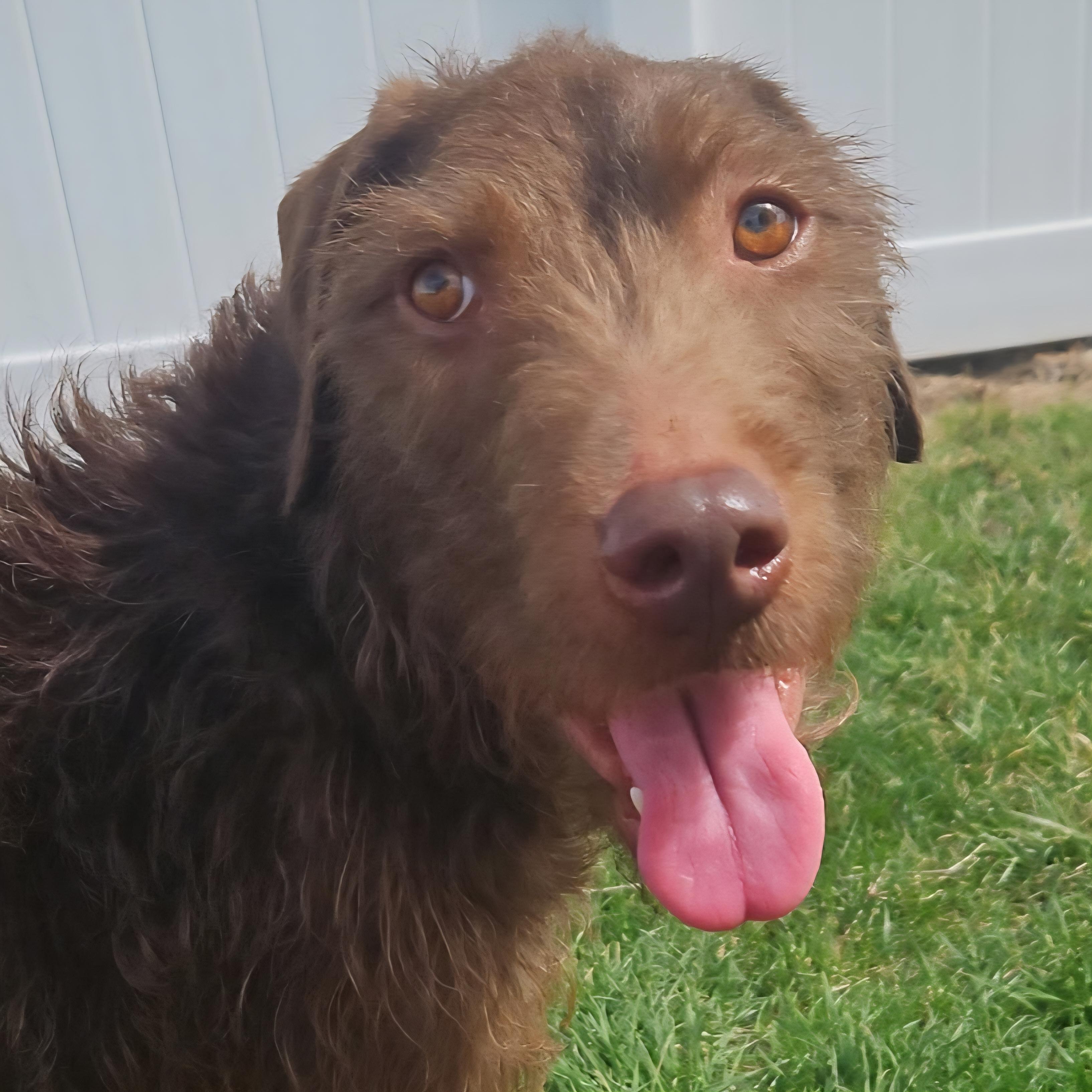 Jelly Bean, ADOPTABLE, Adult Female Labradoodle.