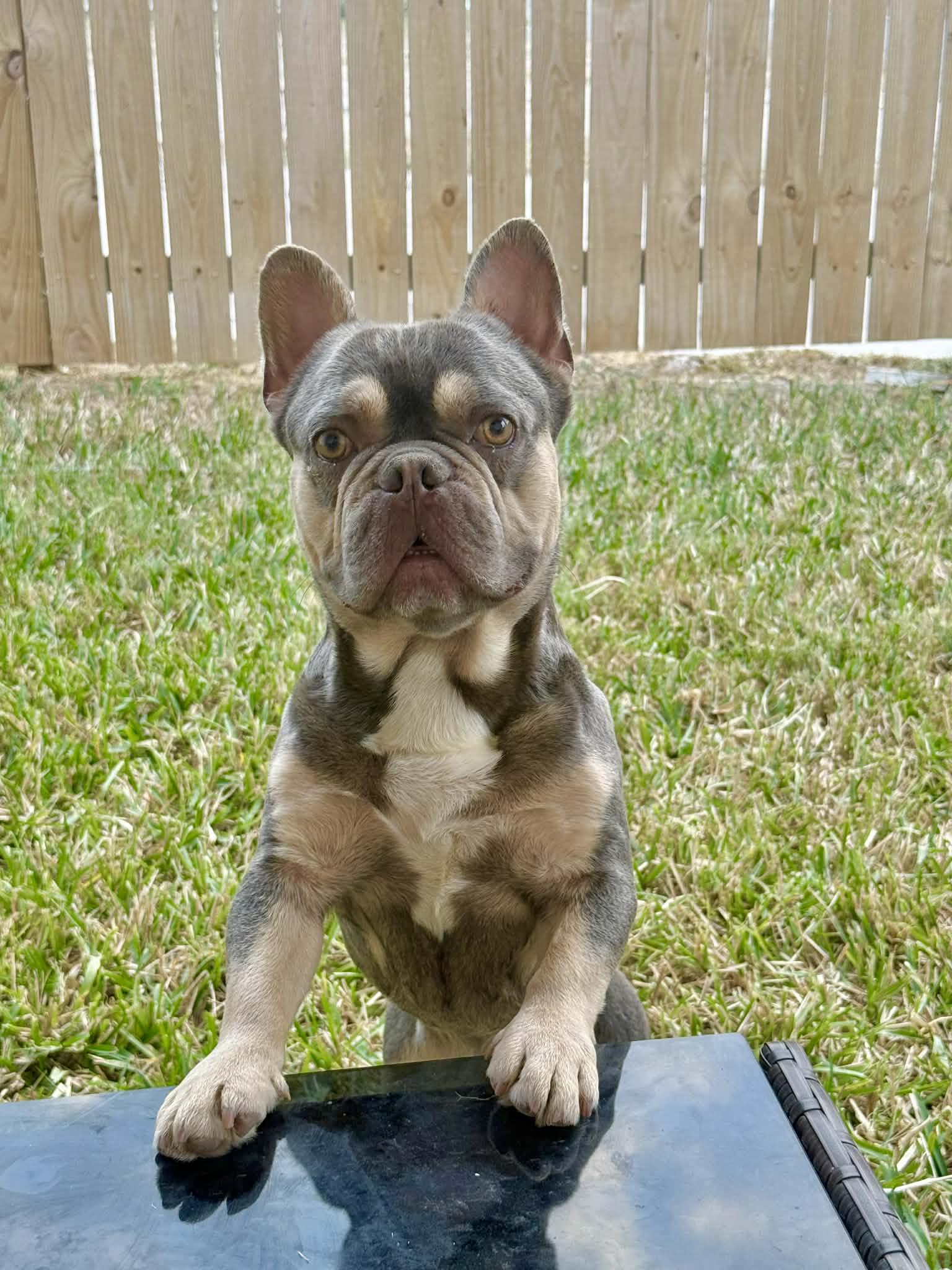 Cristiano, a ADOPTABLE French Bulldog in Heiskell, TN image 2/5