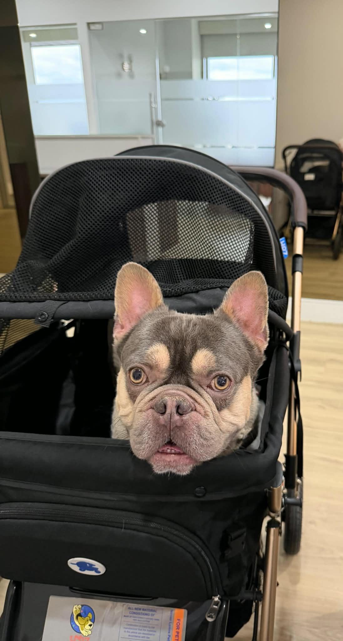 Cristiano, a ADOPTABLE French Bulldog in Heiskell, TN image 4/5