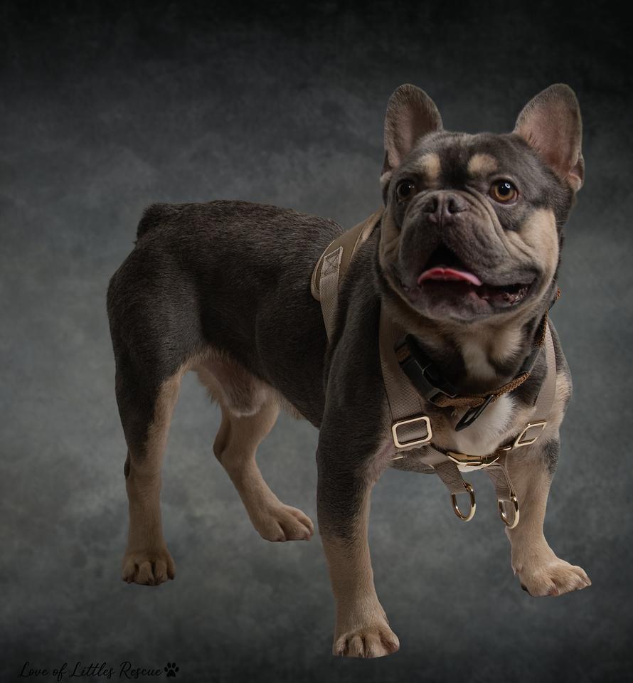 Enlarge Cristiano, an adopted French Bulldog in Heiskell, TN image 6/6