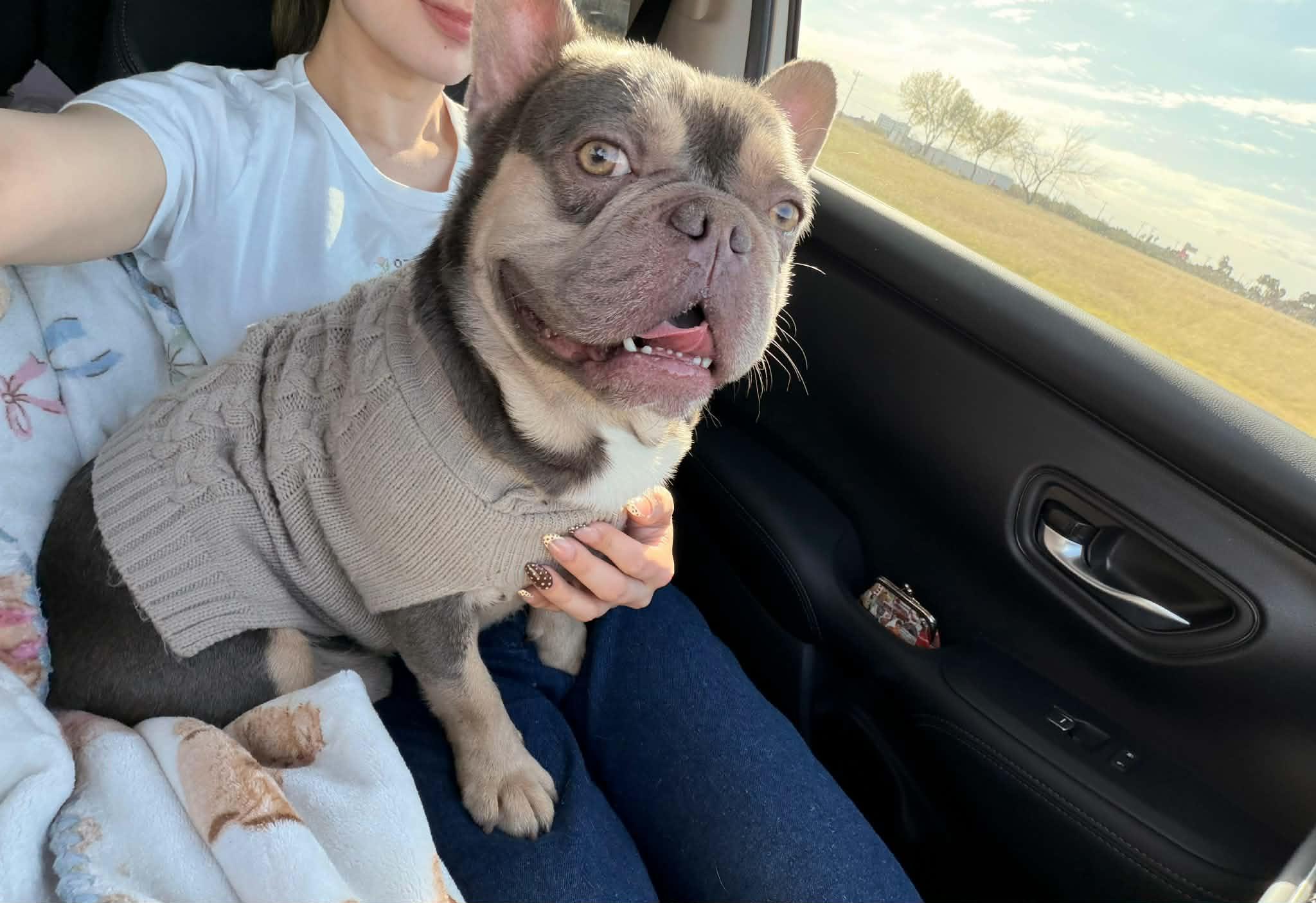 Cristiano, a ADOPTABLE French Bulldog in Heiskell, TN image 1/5