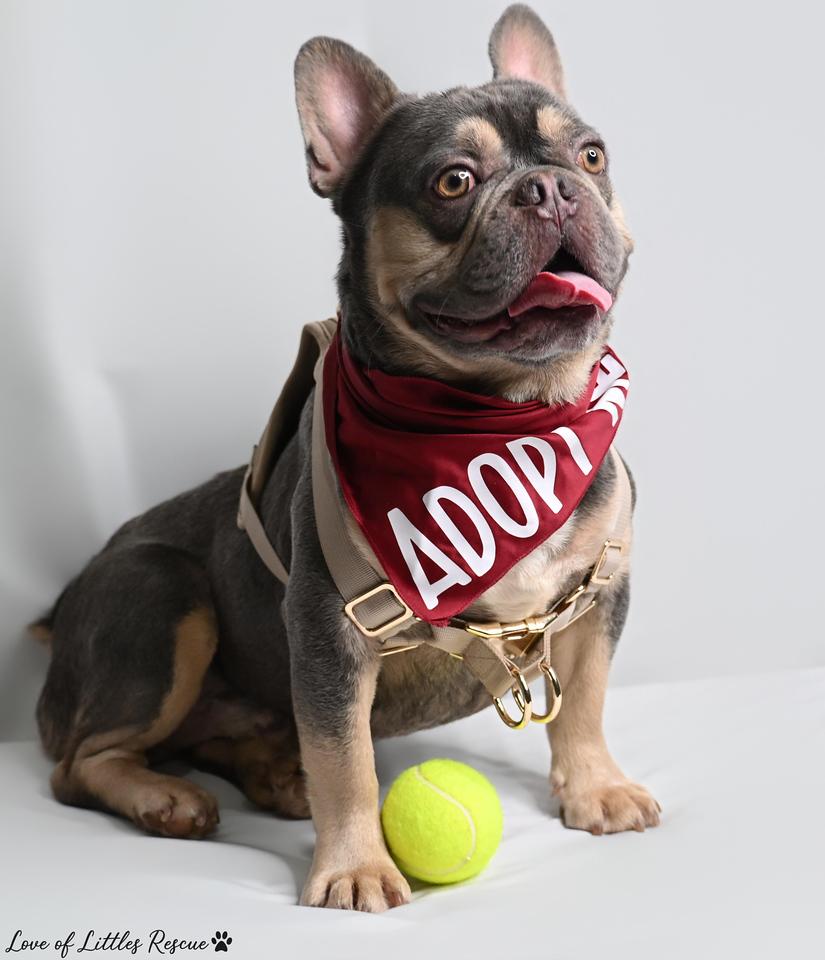 Enlarge Cristiano, an adopted French Bulldog in Heiskell, TN image 5/6
