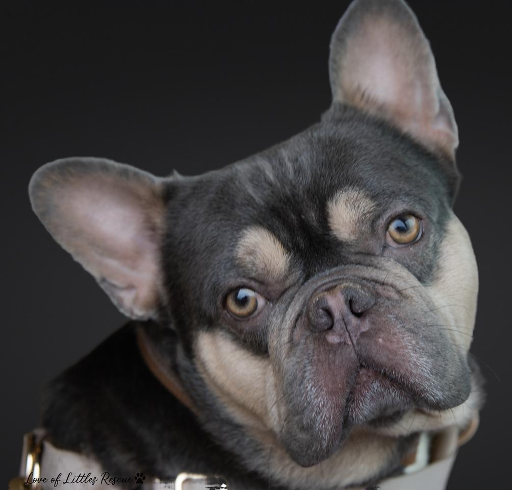 Enlarge Cristiano, an adopted French Bulldog in Heiskell, TN image 2/6