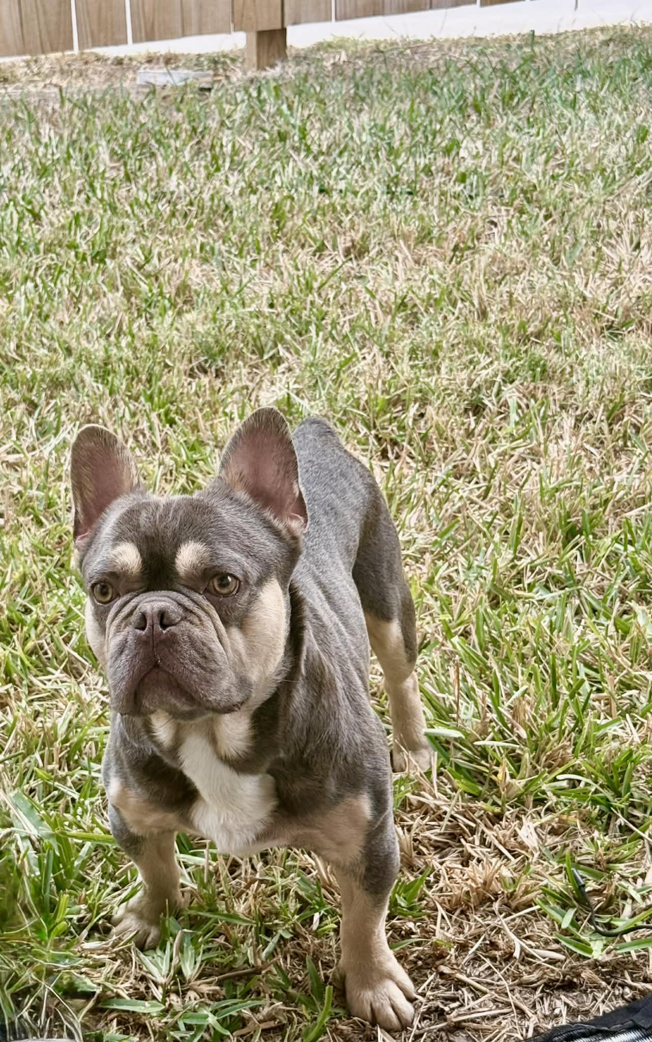 Cristiano, a ADOPTABLE French Bulldog in Heiskell, TN image 3/5