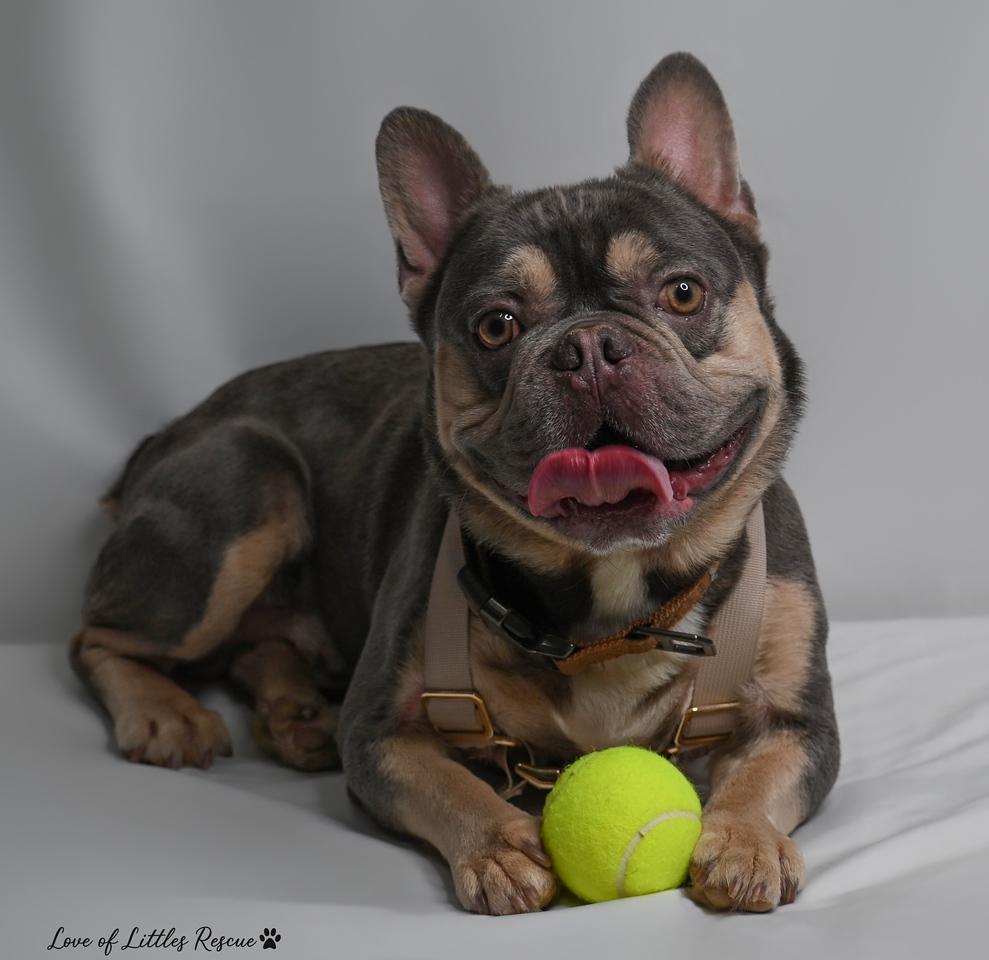 Enlarge Cristiano, an adopted French Bulldog in Heiskell, TN image 3/6