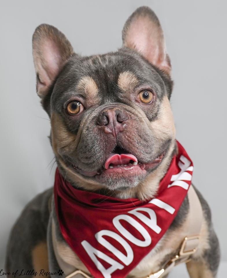 Enlarge Cristiano, an adopted French Bulldog in Heiskell, TN image 4/6