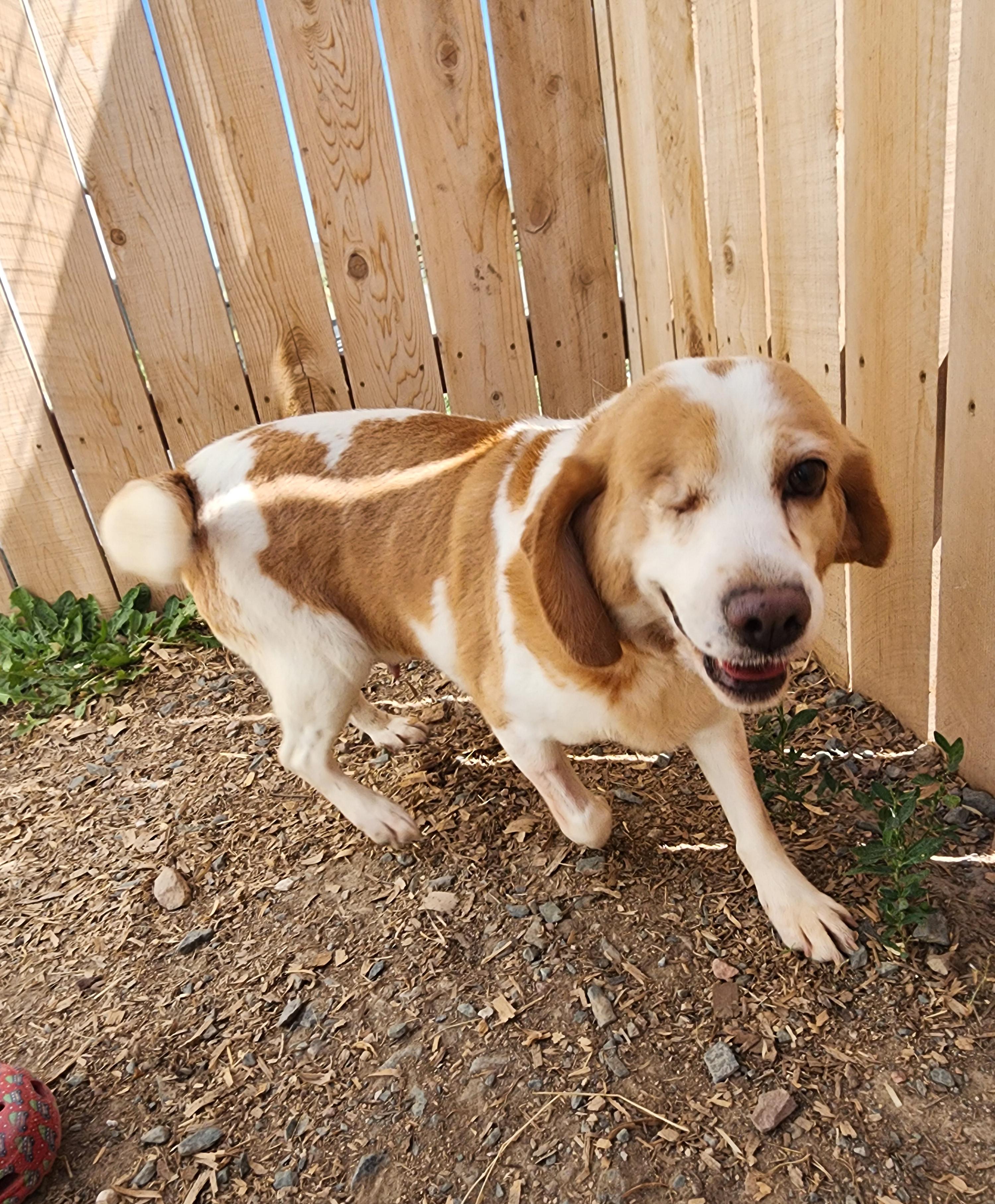 Nora, an adoptable Beagle in Hartville, WY, 82215 | Photo Image 2