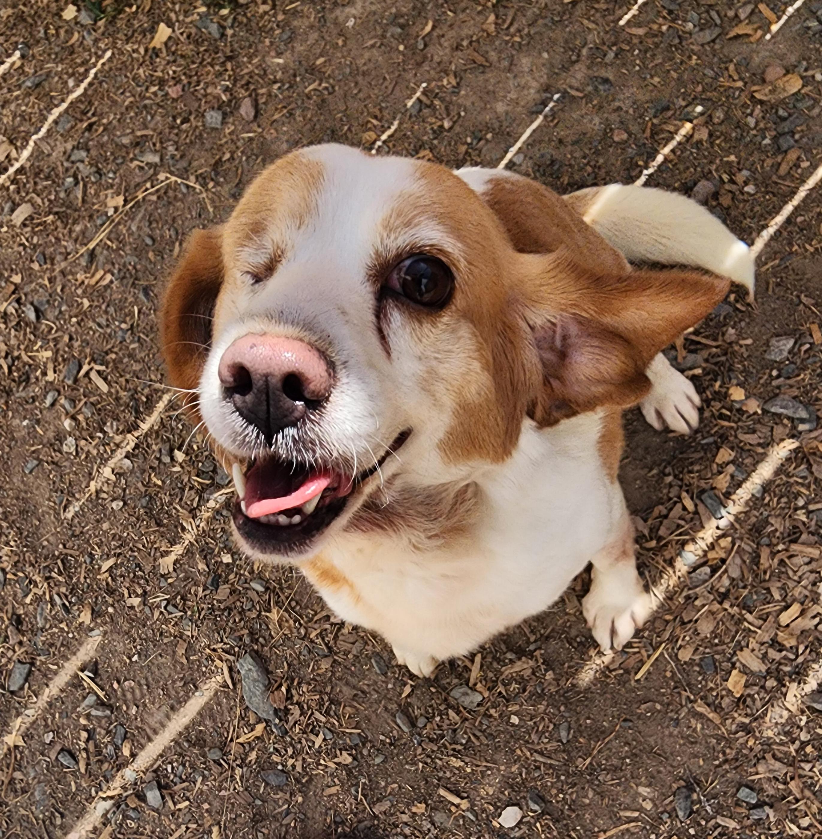 Nora, Adult Female Beagle