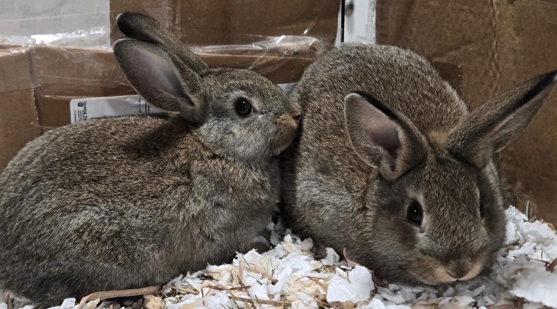 Enlarge 6 ADORABLE bunnies!, a ADOPTABLE American in Andover, CT image 2/3