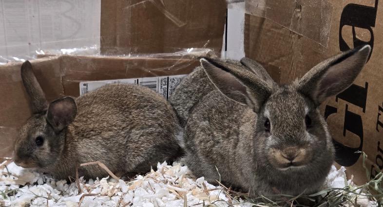 Enlarge 6 ADORABLE bunnies!, a ADOPTABLE American in Andover, CT image 3/3