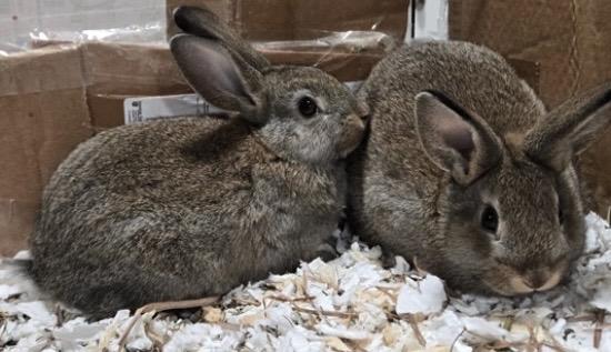 6 ADORABLE bunnies!, ADOPTABLE, Young Male American.