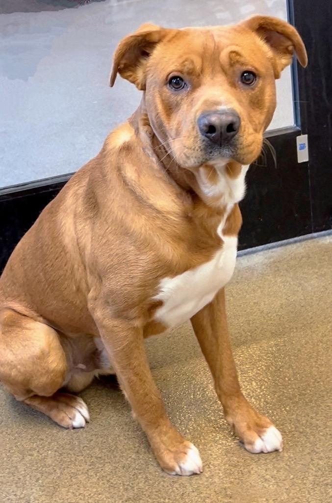 BUD-ER, Adoptable, Young Male Mixed Breed.