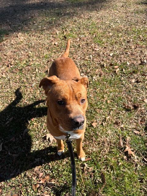Enlarge BUD-ER, a Adoptable mixed breed in Rome, GA image 2/3
