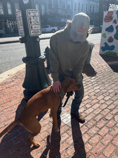 Enlarge BUD-ER, a Adoptable mixed breed in Rome, GA image 3/3
