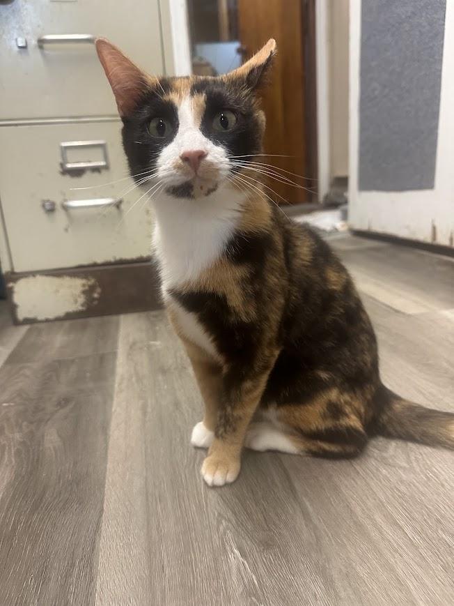 Gabby, ADOPTABLE, Young Female Calico.