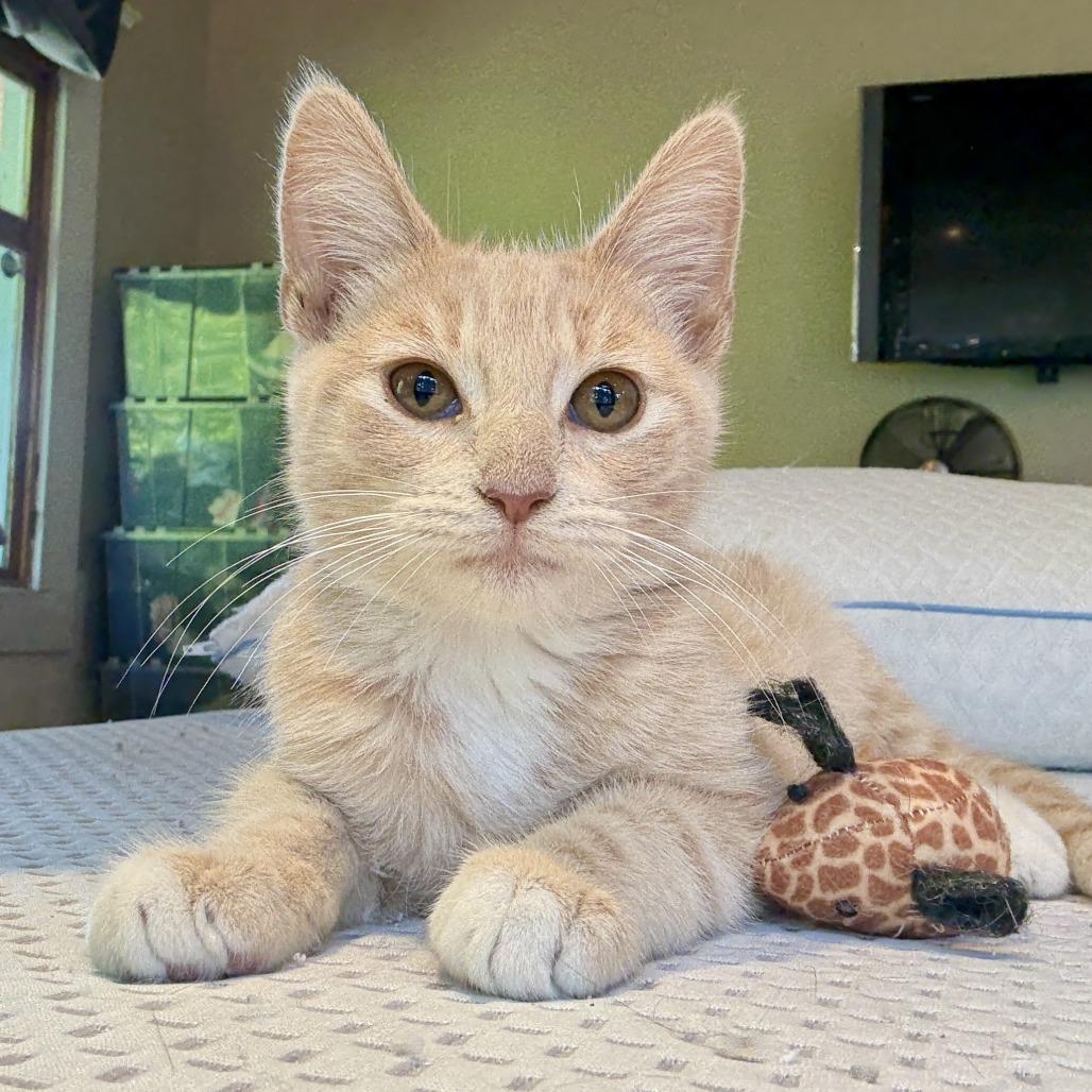 Tater Tot — thumbnail 2