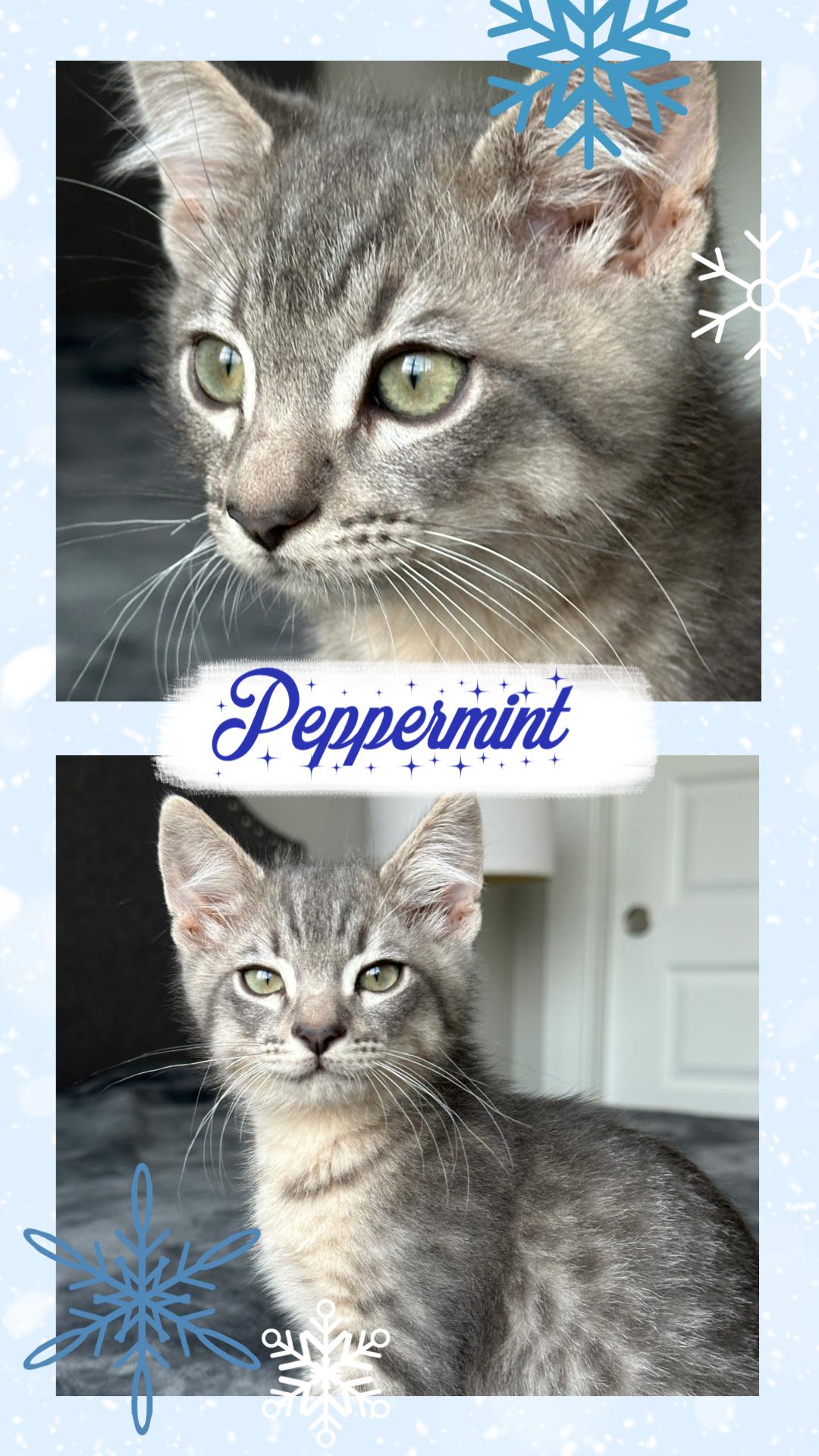 Enlarge Peppermint, a ADOPTABLE Tabby in Pasco, WA image 4/4