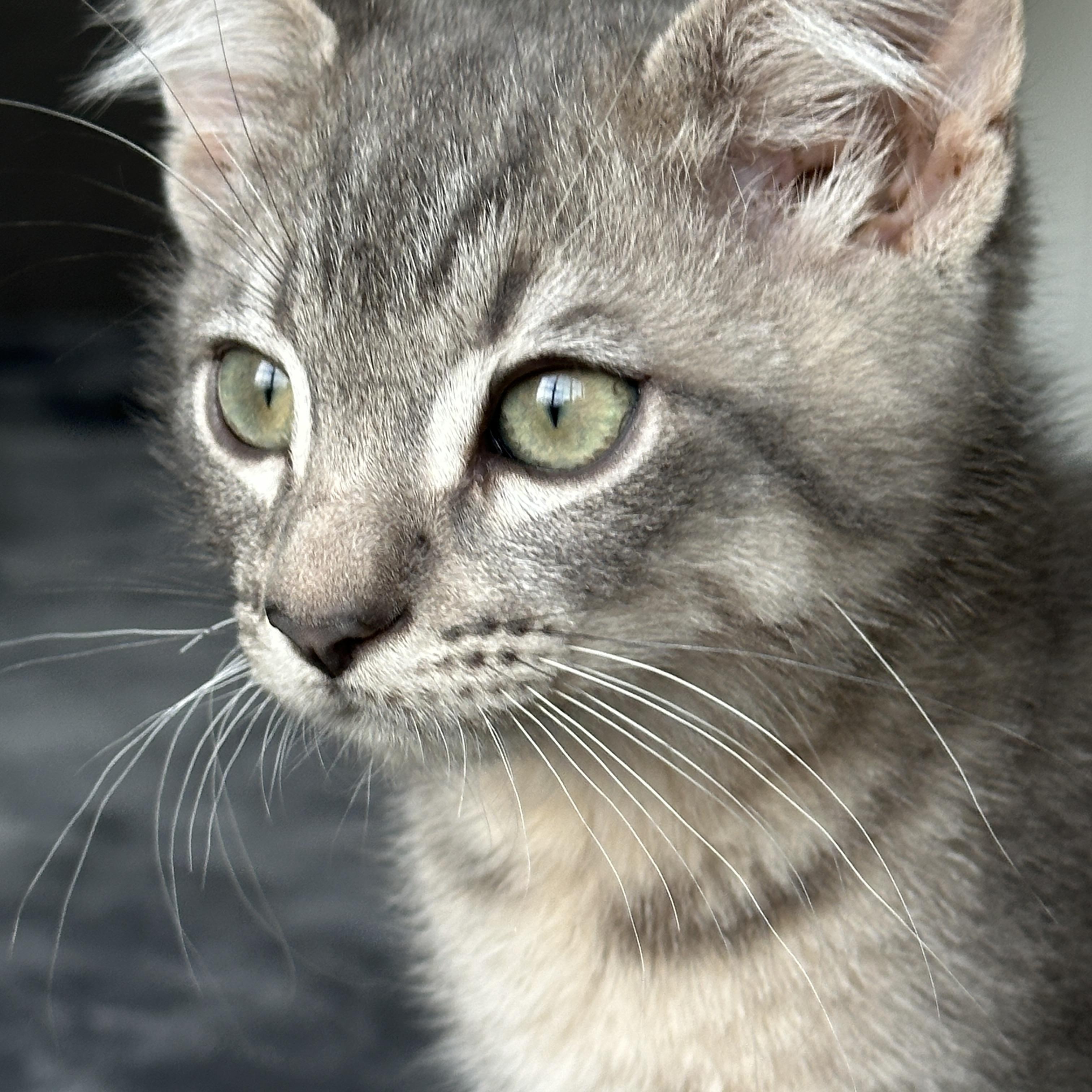 Enlarge Peppermint, a ADOPTABLE Tabby in Pasco, WA image 3/4