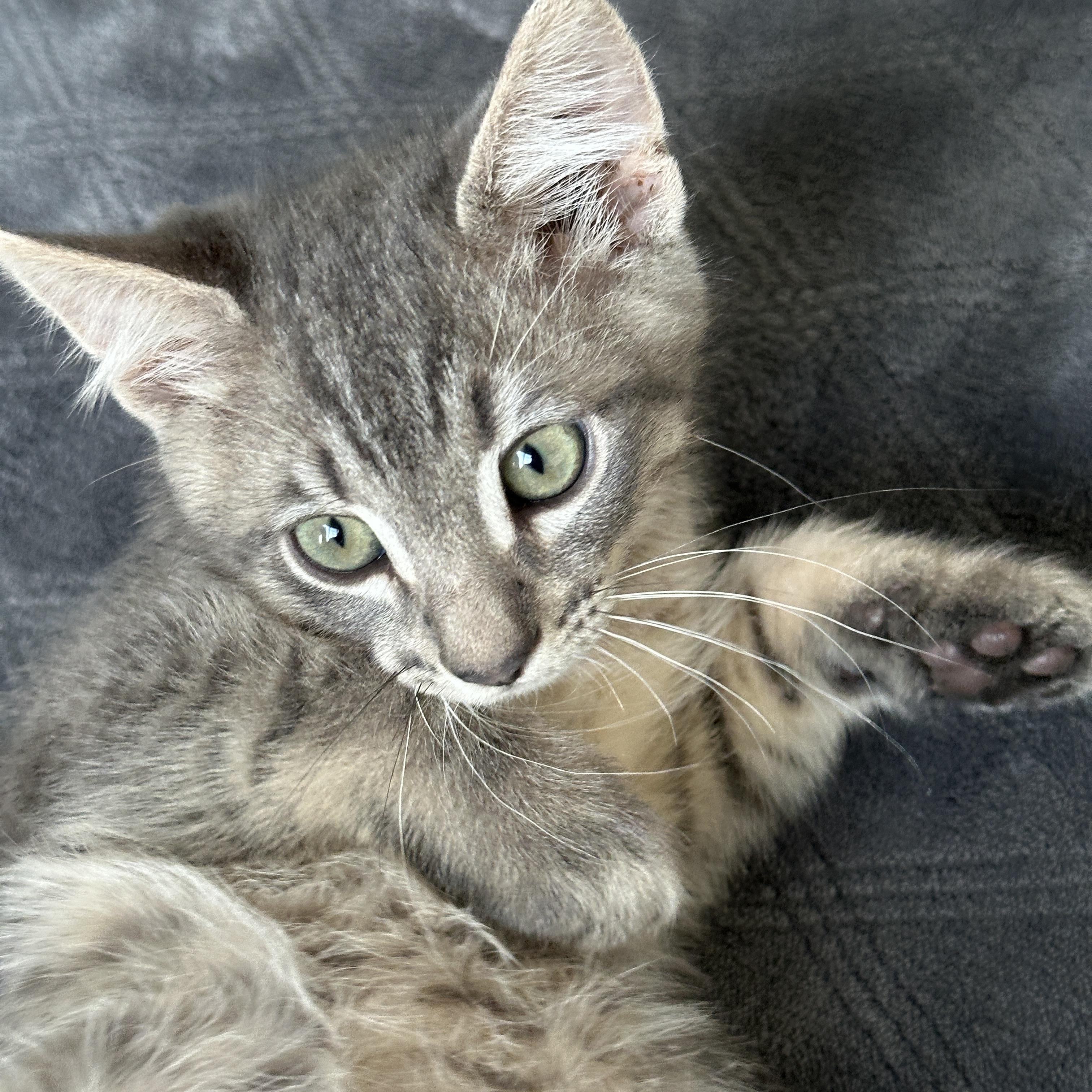Enlarge Peppermint, a ADOPTABLE Tabby in Pasco, WA image 2/4