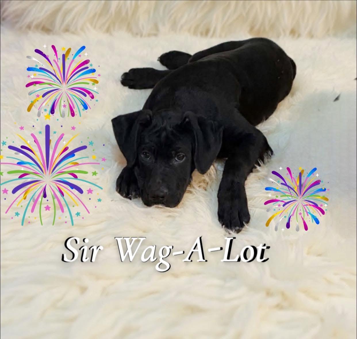 Sir Wag-A-Lot, ADOPTABLE, Puppy Male Labrador Retriever.