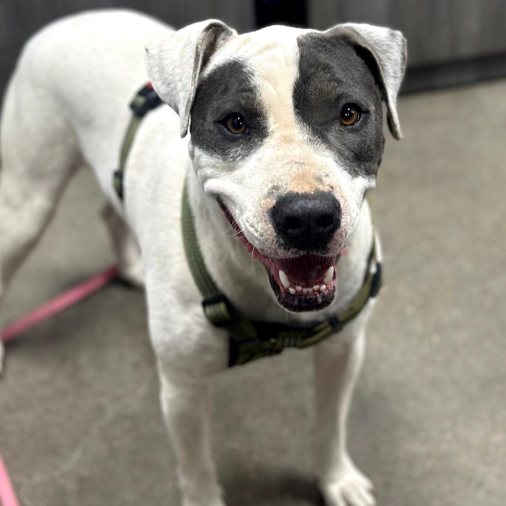 Enlarge Sadie, a Adoptable Mixed Breed in Midland, TX image 1/2