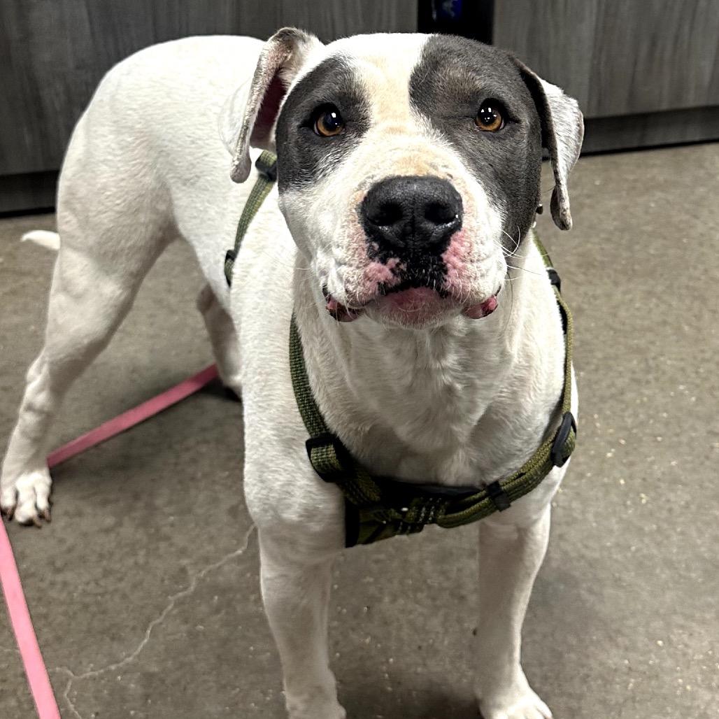 Enlarge Sadie, a Adoptable Mixed Breed in Midland, TX image 2/2