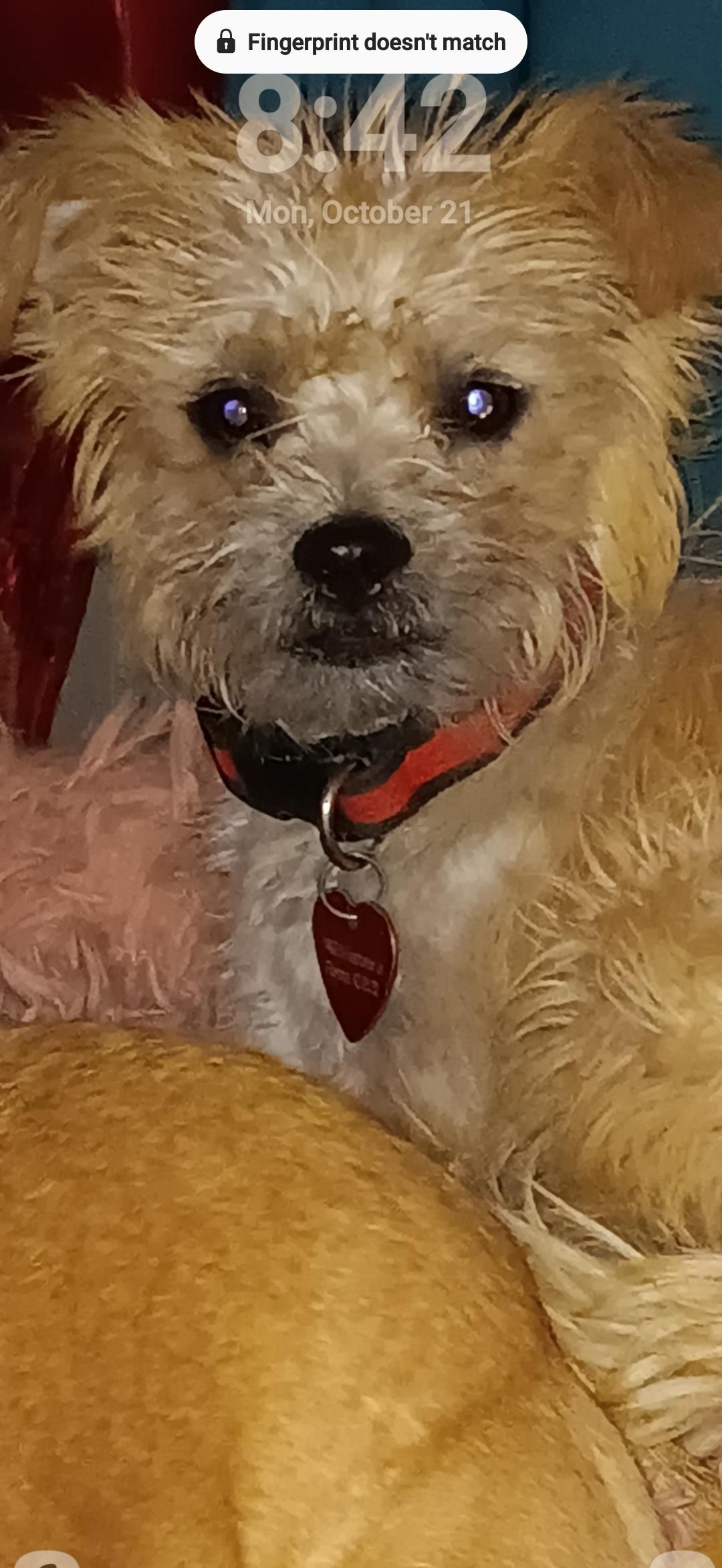 Toby, Adopted, Puppy Male Brussels Griffon & Chihuahua.