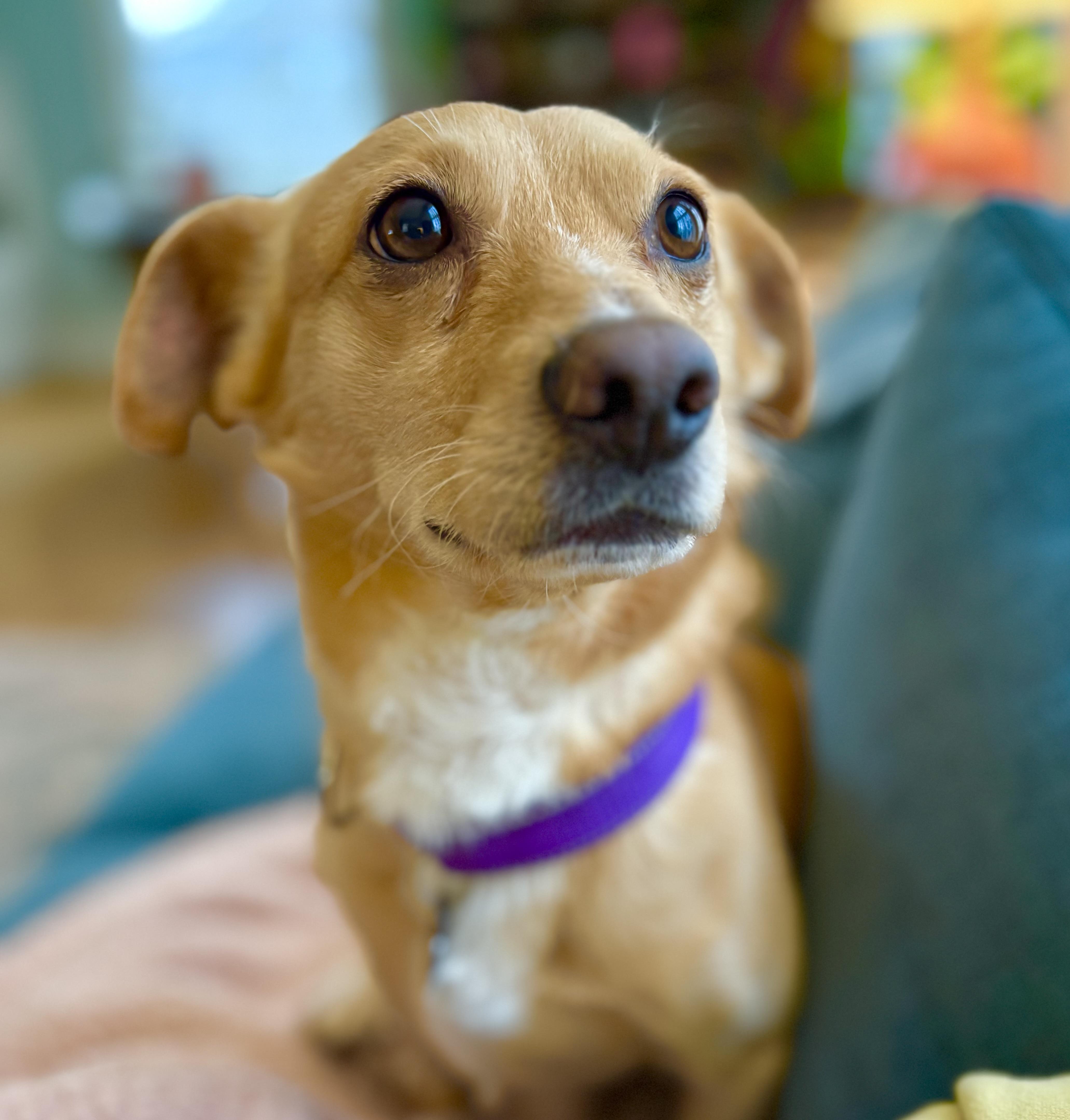 Enlarge Basil, a Adoptable mixed breed in Portland, OR image 4/6