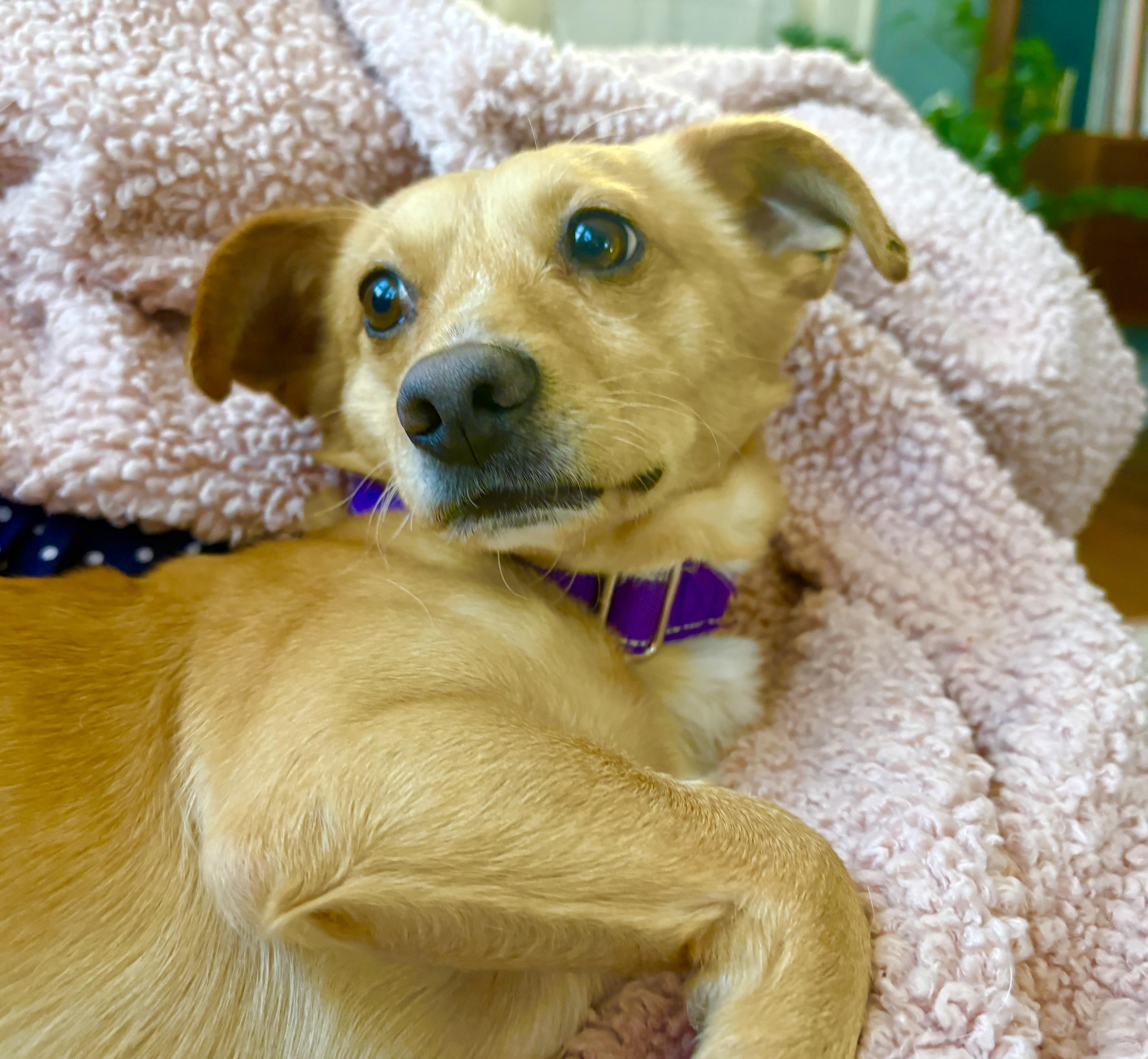 Enlarge Basil, a Adoptable mixed breed in Portland, OR image 6/6