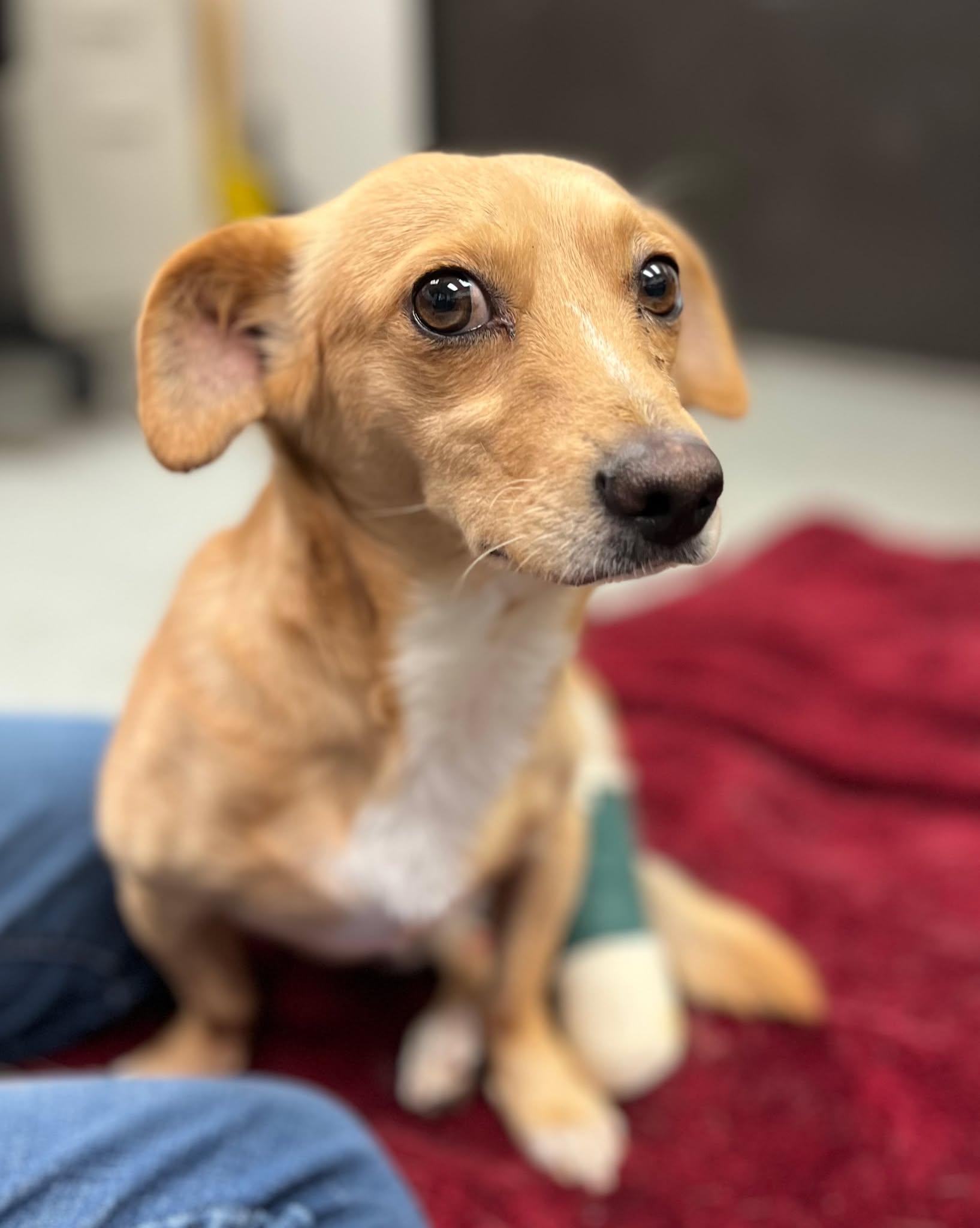 Enlarge Basil, a Adoptable mixed breed in Portland, OR image 5/6