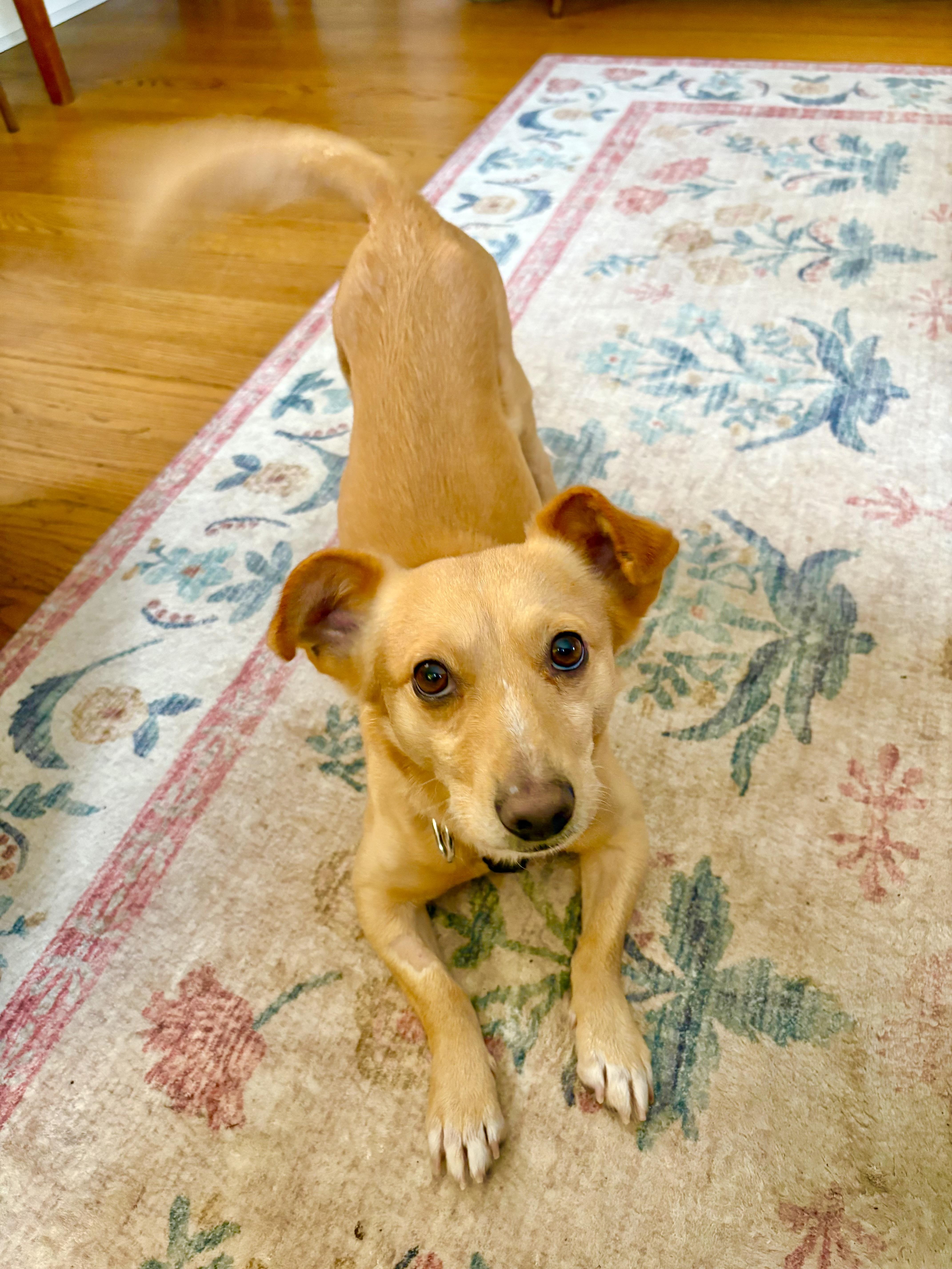 Enlarge Basil, a Adoptable mixed breed in Portland, OR image 2/6