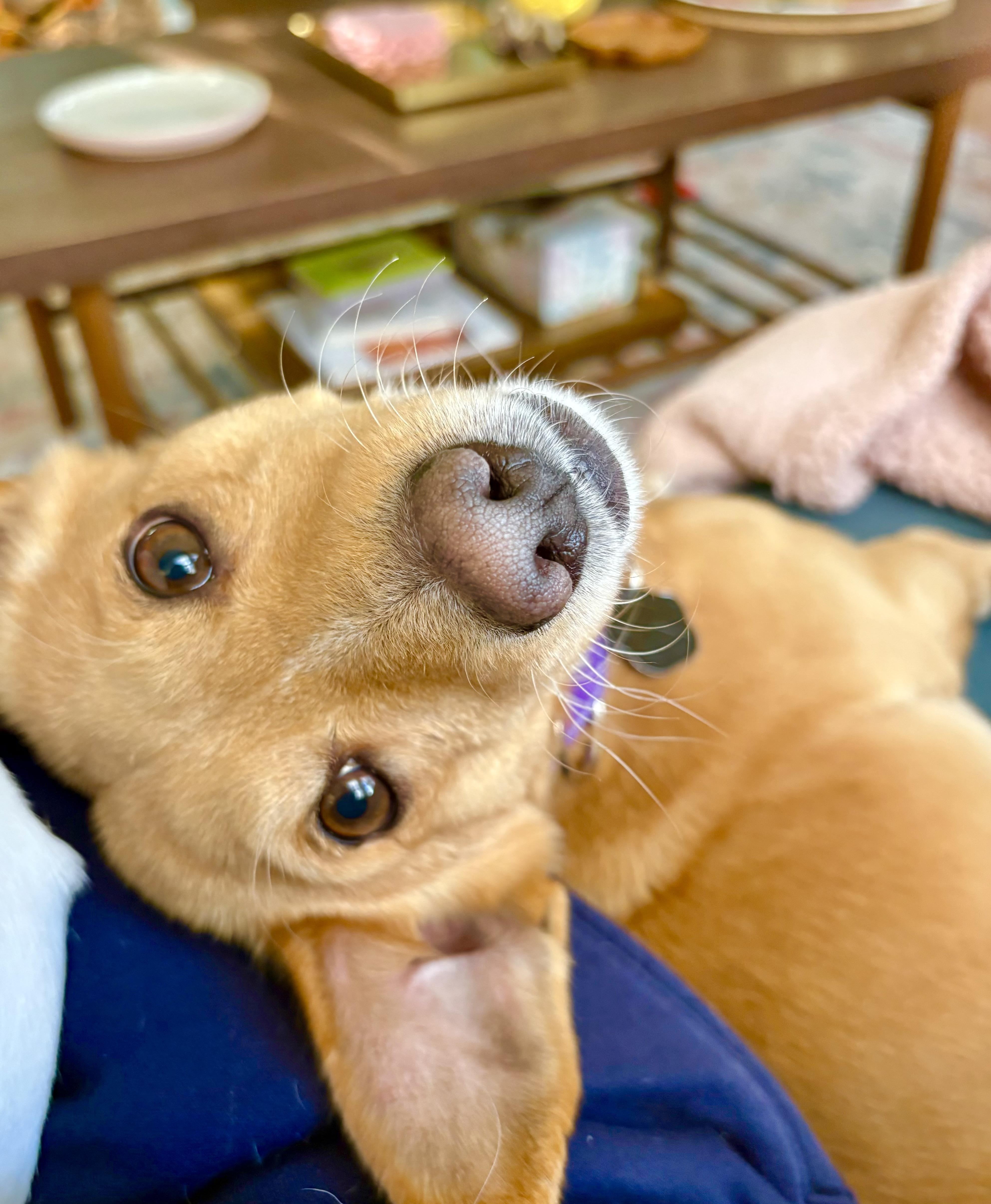 Enlarge Basil, a Adoptable mixed breed in Portland, OR image 3/6