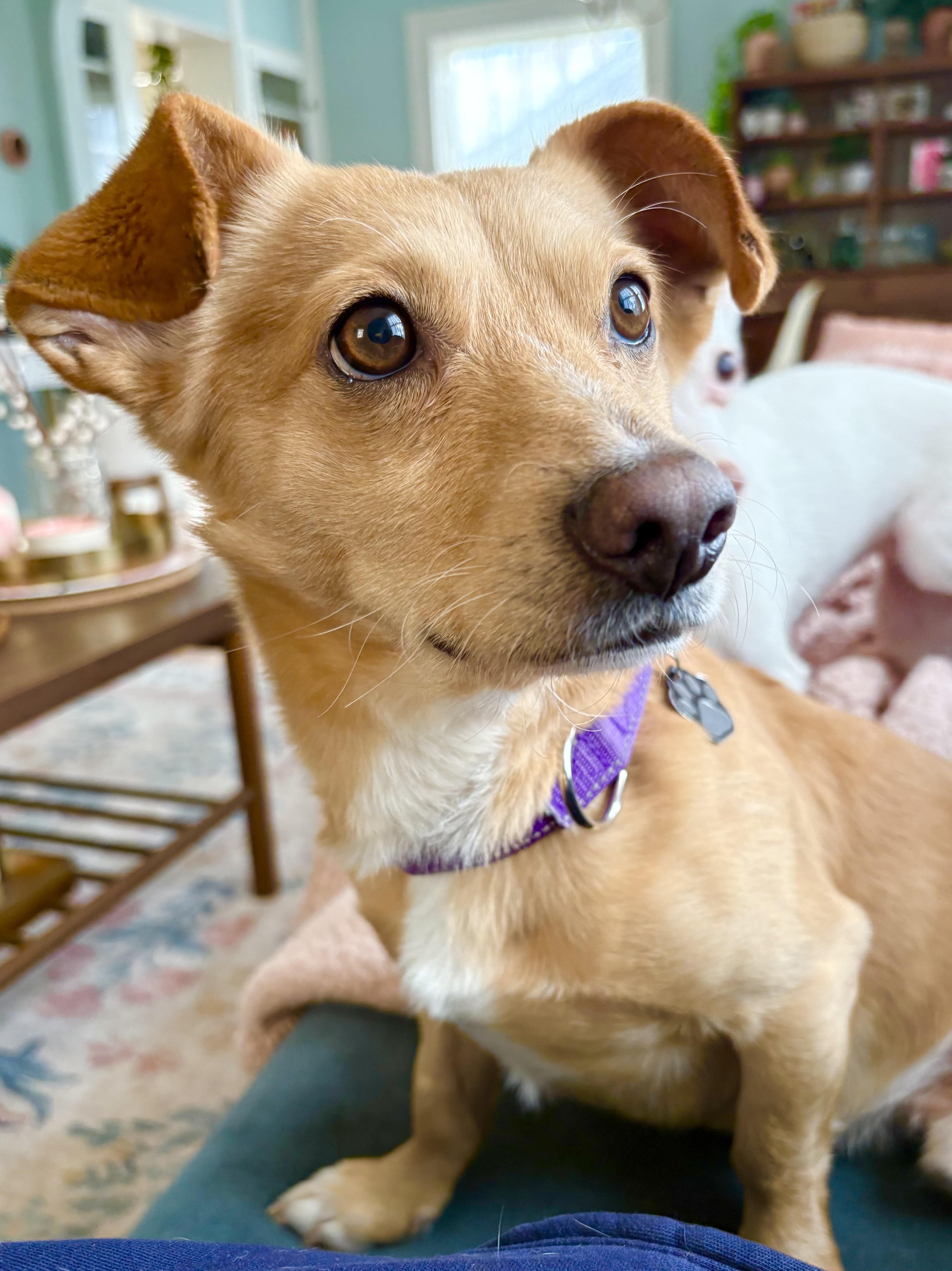 Enlarge Basil, a Adoptable mixed breed in Portland, OR image 1/6