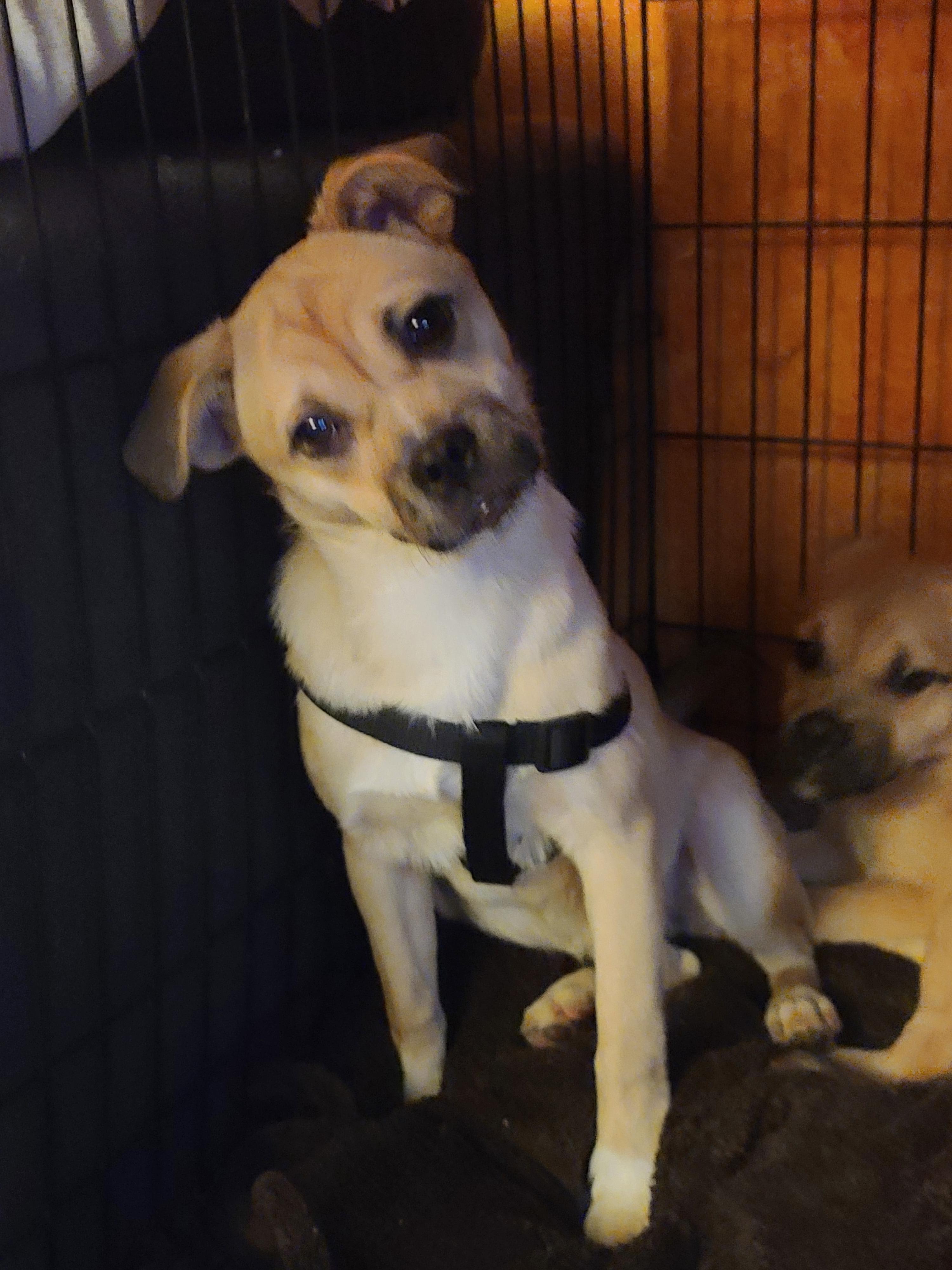 Buttermilk , ADOPTABLE, Young Female Pug & Terrier.