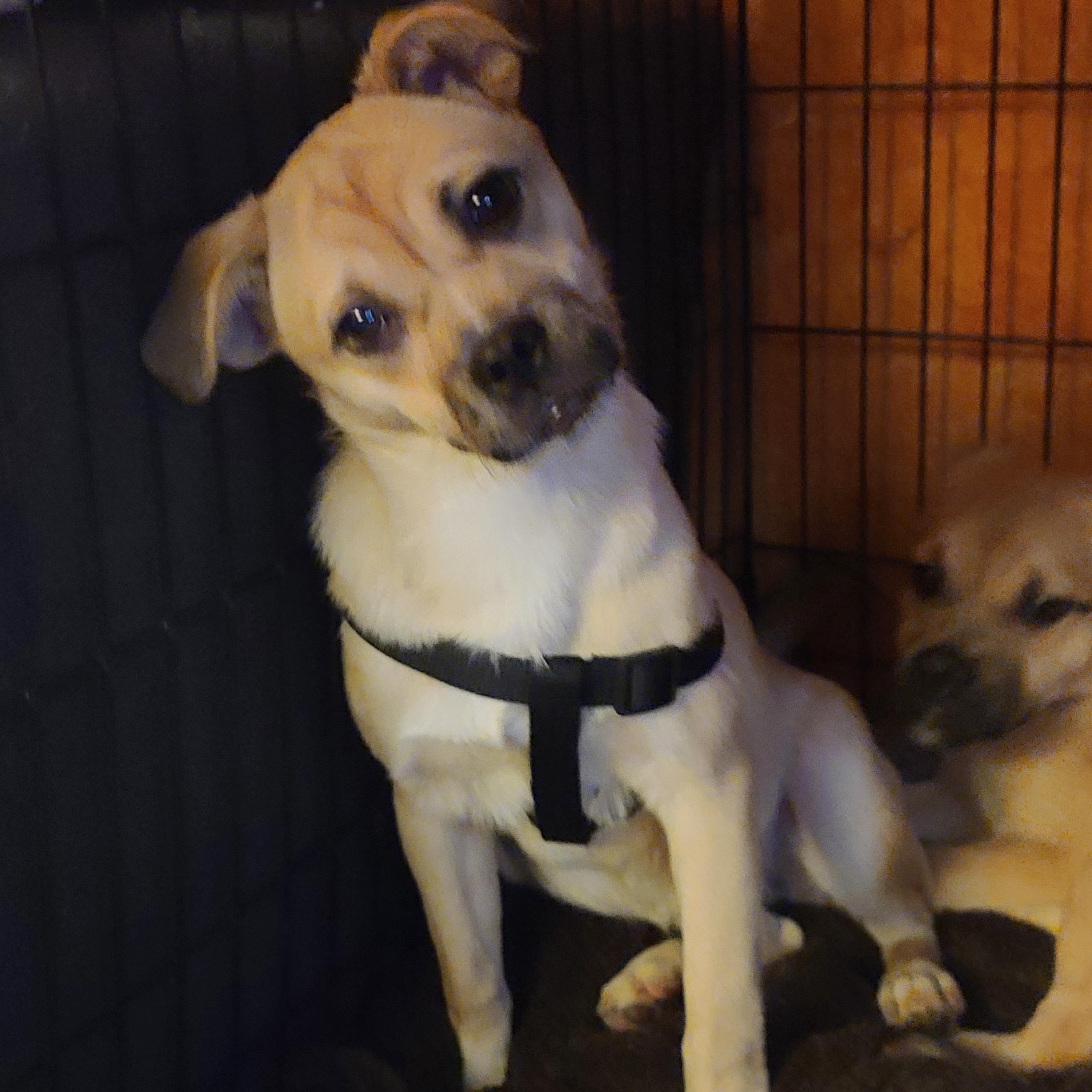 Enlarge Jill, a ADOPTABLE mixed breed in Murphys, CA image 1/1