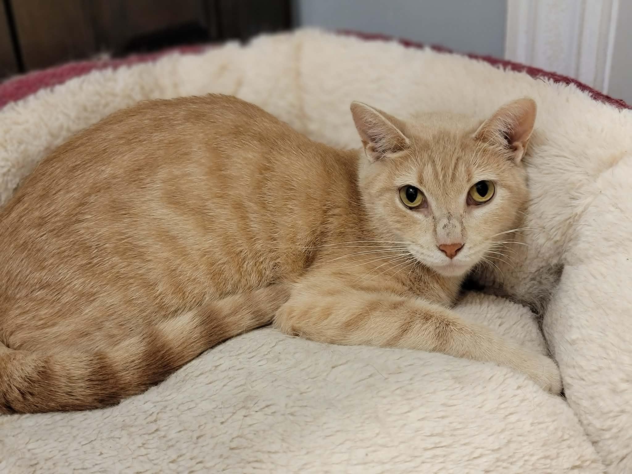 Enlarge Evelyn, an adopted Domestic Short Hair in Shakespeare, ON image 1/1