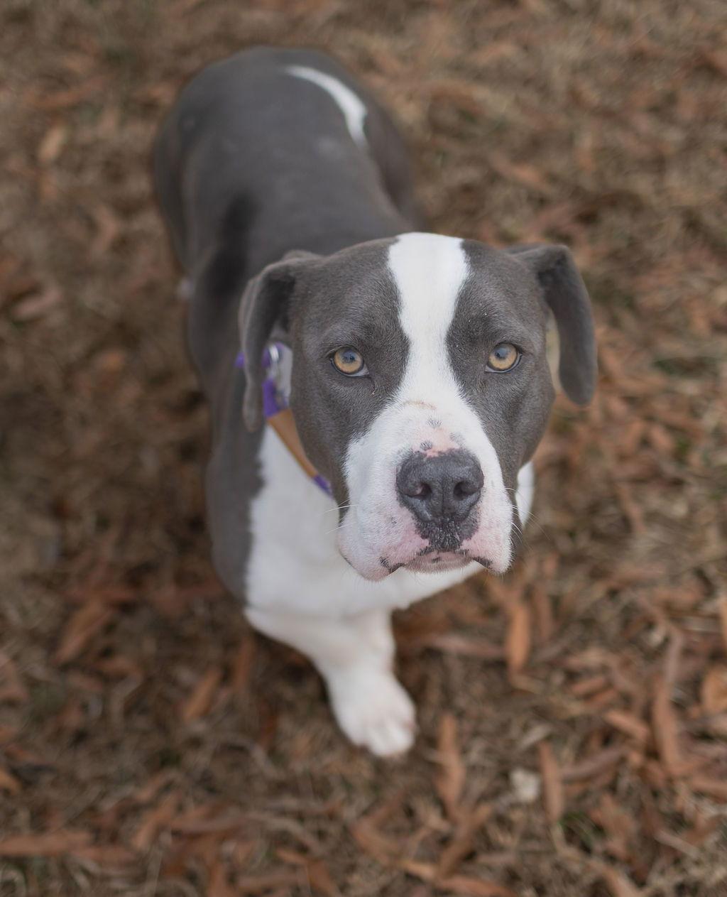 Bro, a Adoptable Mixed Breed in Durham, NC image 1/3